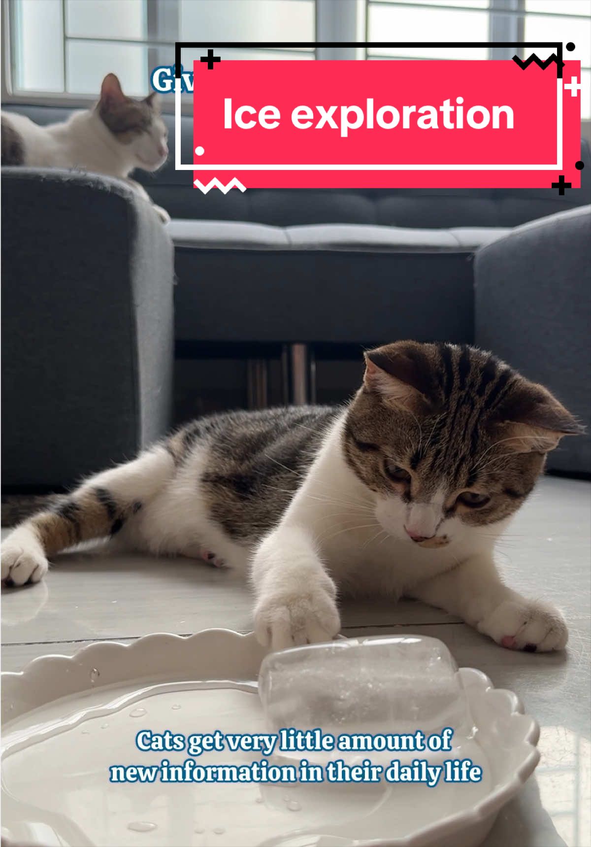@Three Cats | Behavior & Life