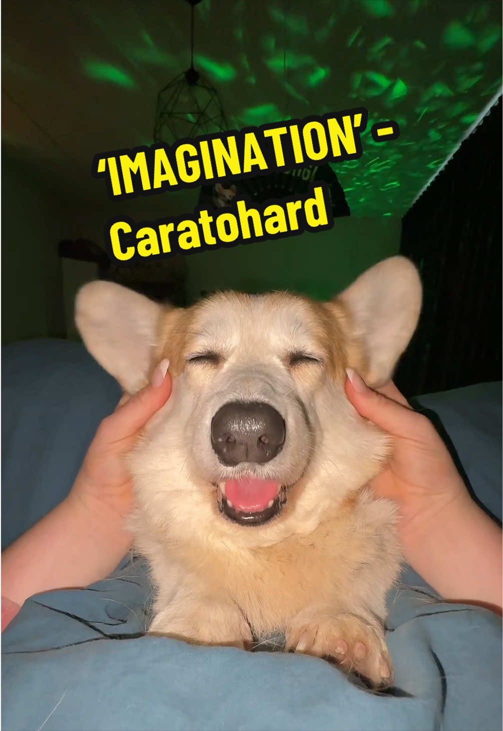 @Kickroll Corgi Charlie 🐶🚀