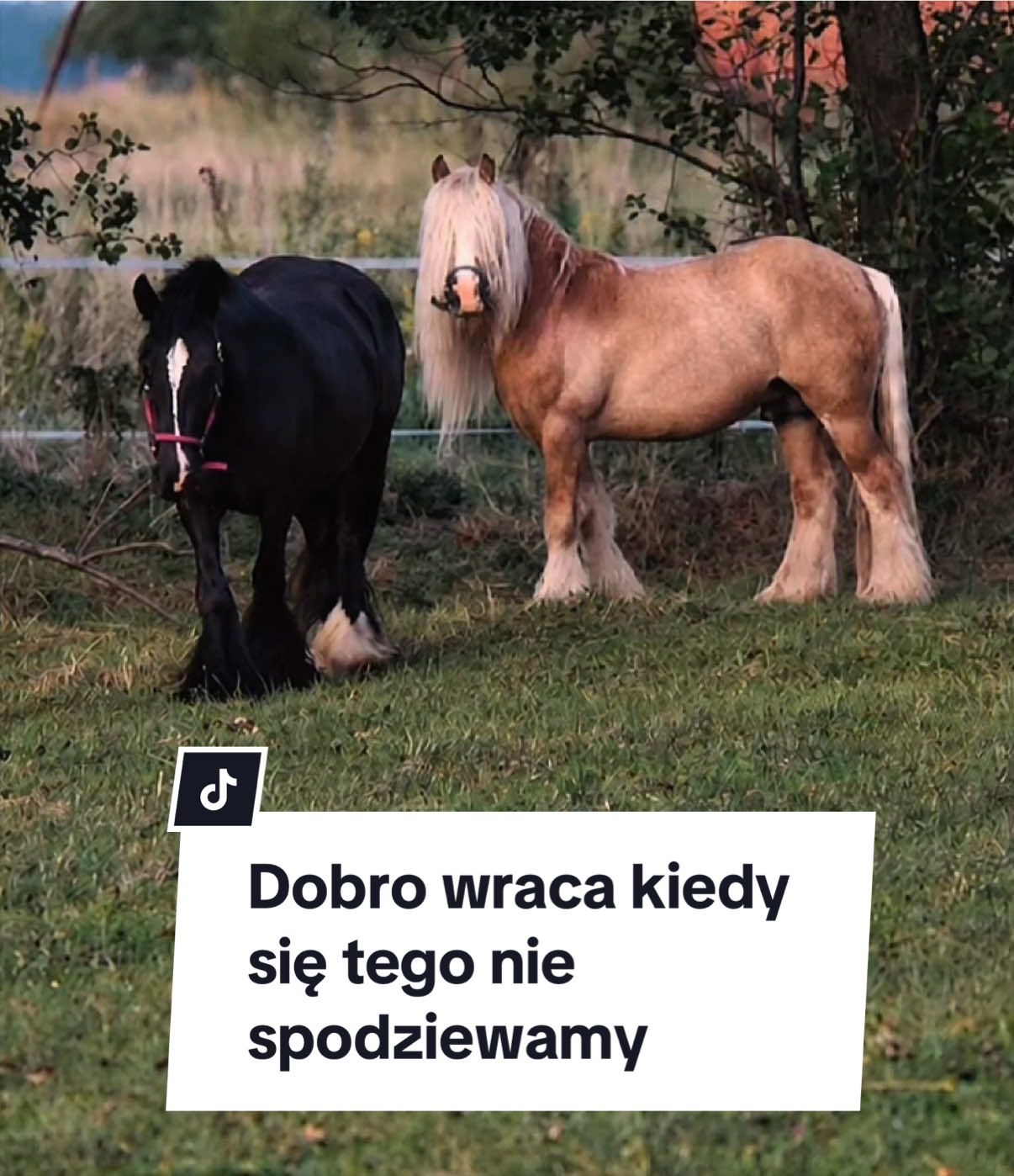 @KsiężycowaStajnia.VulkaDollArt
