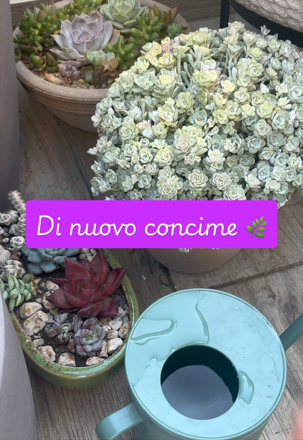 @piccole.spine.felici 🌵