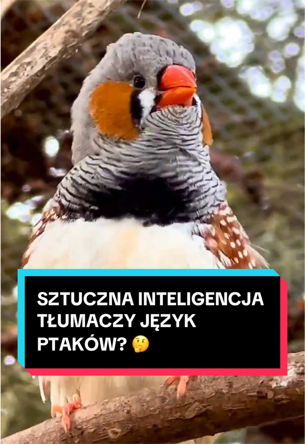 @pandawojtekyt