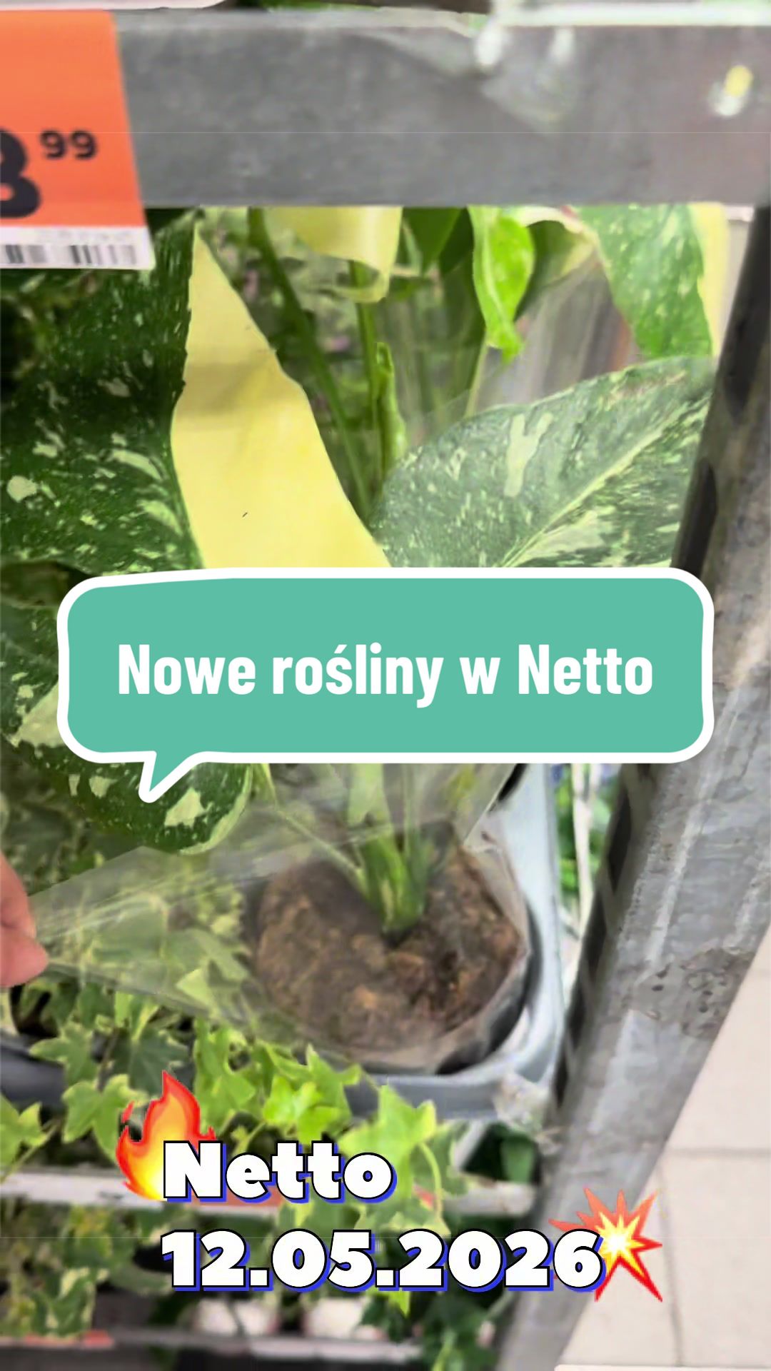 @maciej.plants