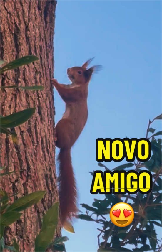 @Elisabete Silva