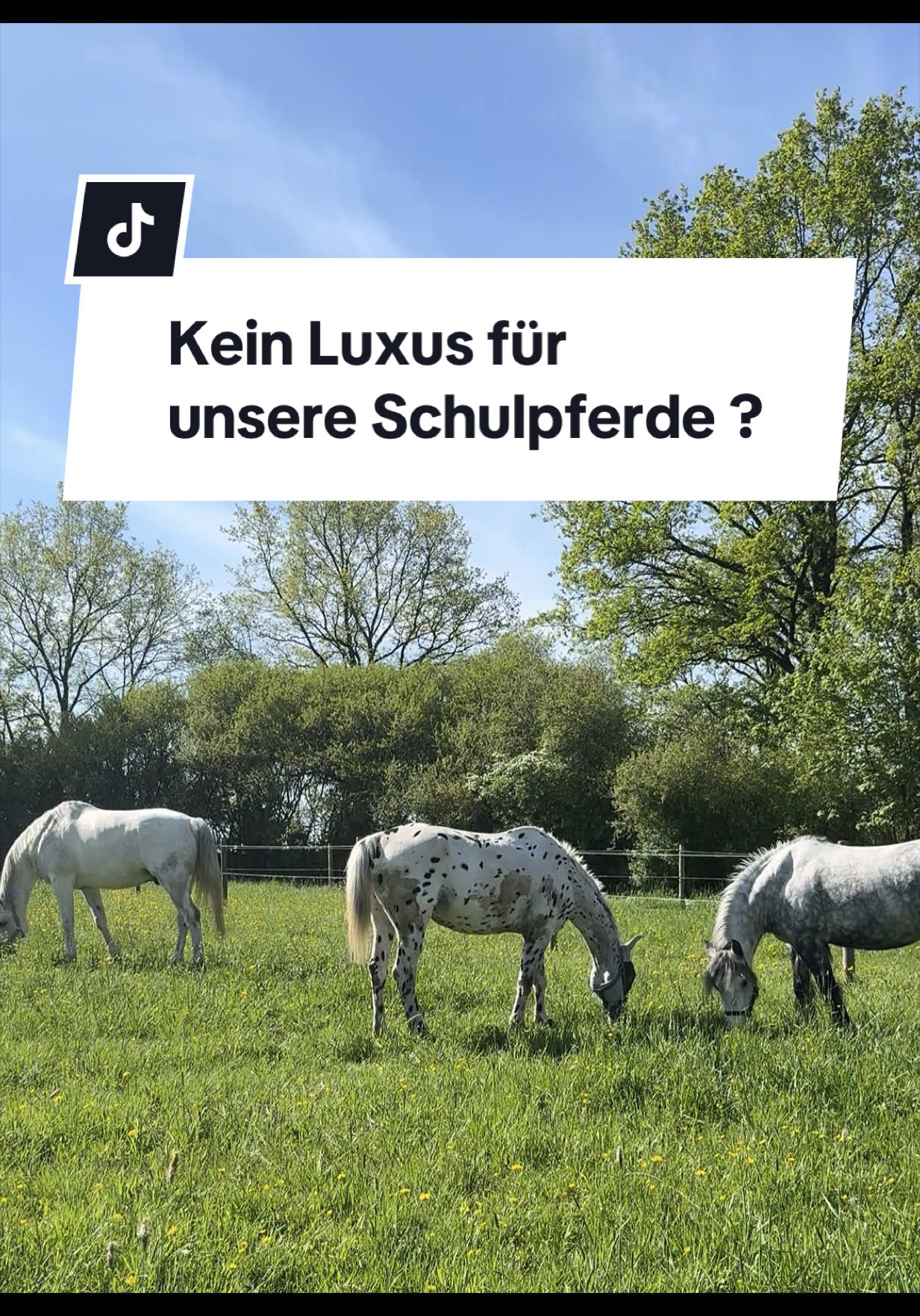 @Sophia • SL Reitschule