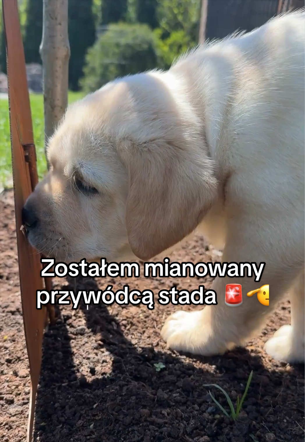 @Moonlife -Labrador Retriever