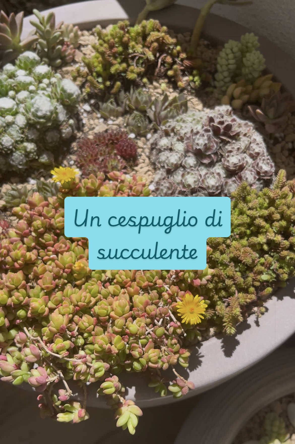 @piccole.spine.felici