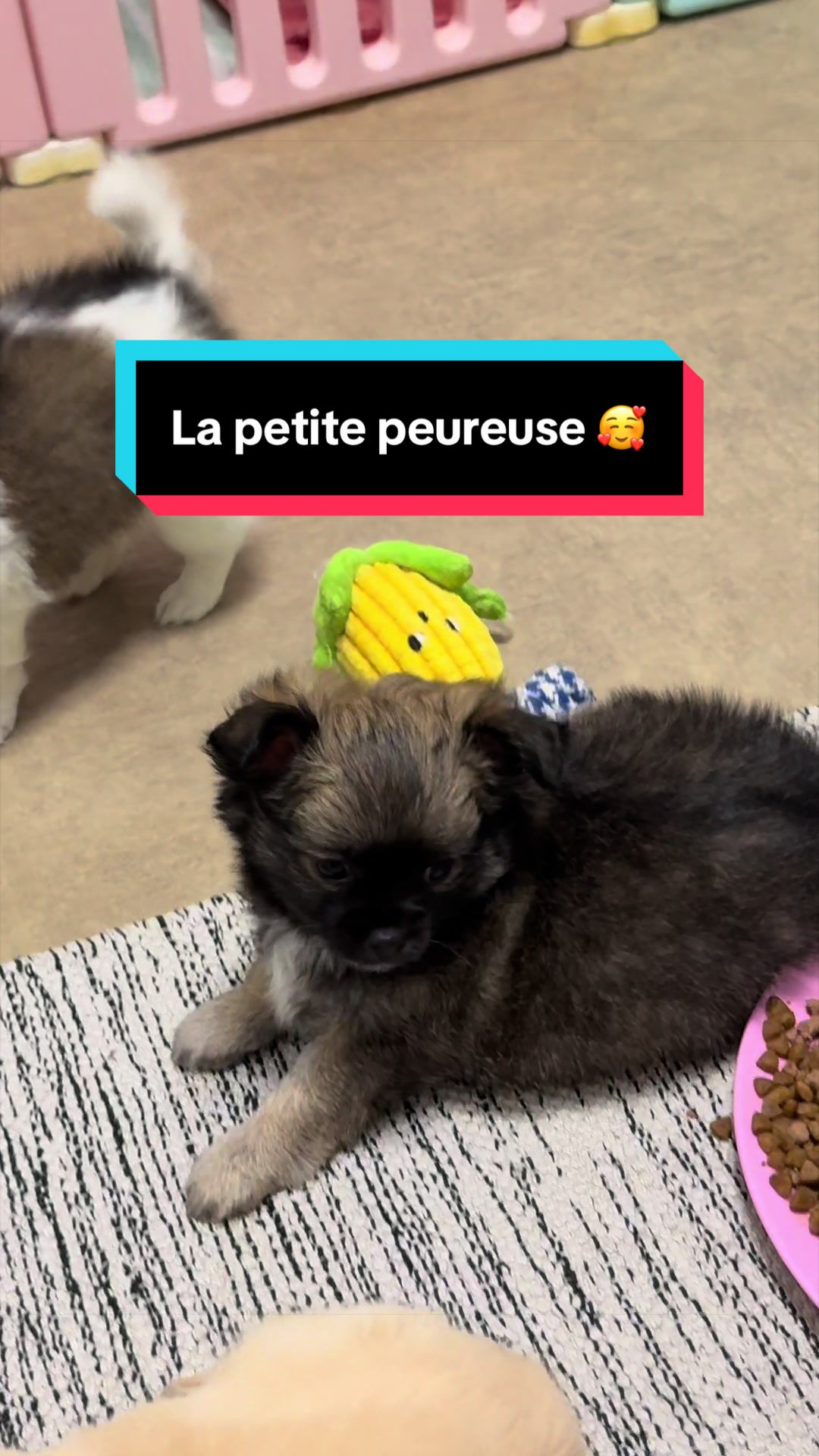 @óla_chihuahua