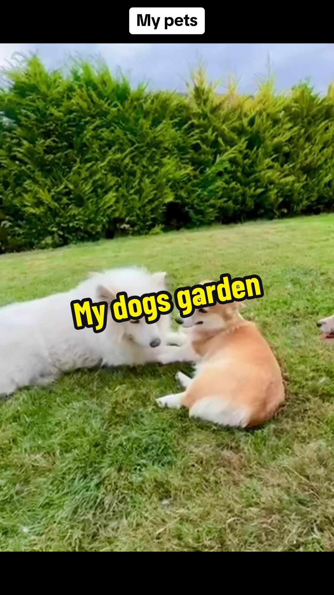 @BB fast dogs