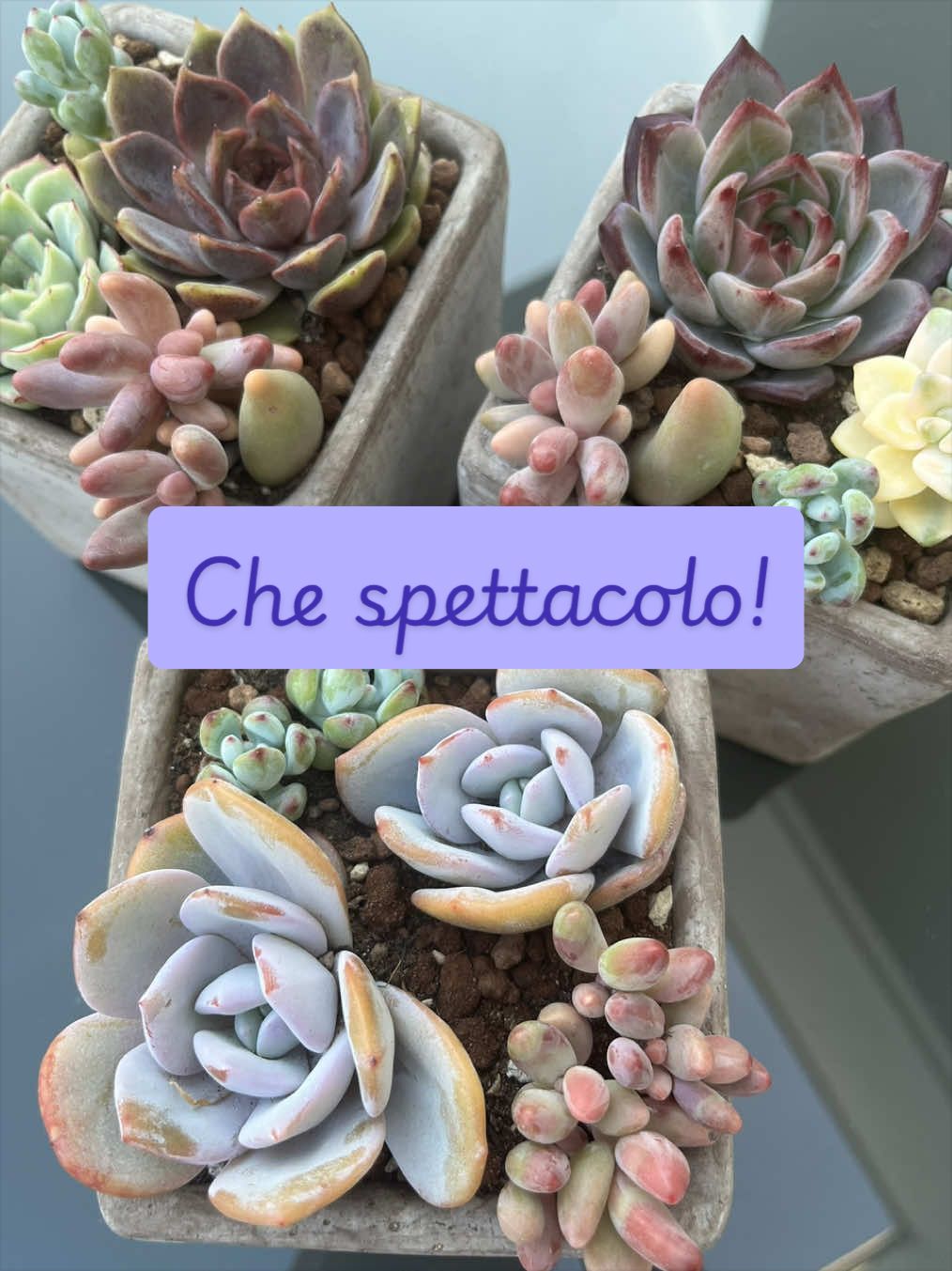 @piccole.spine.felici 🌵