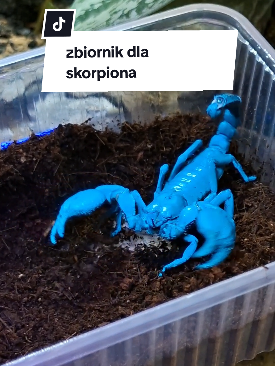 @Vantis Terra