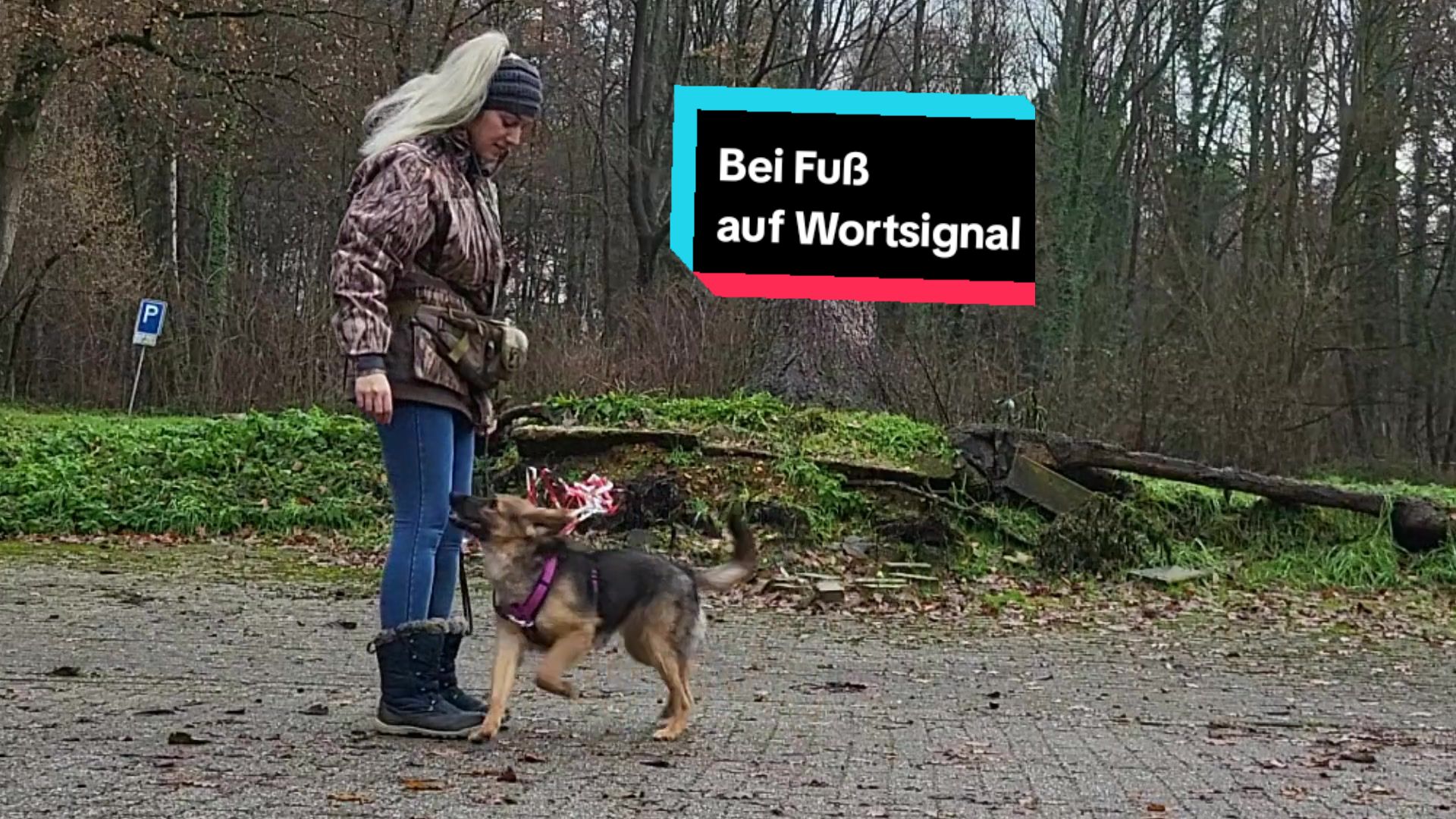 @Hundeschule Mit vier Pfoten