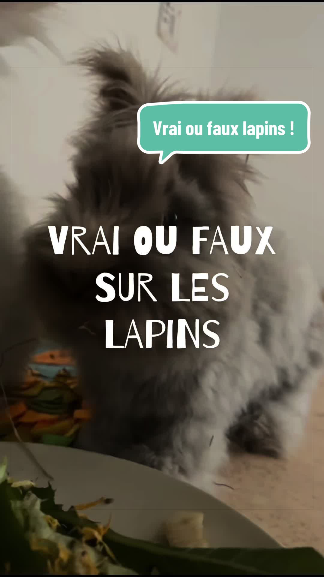 @Mes lapinouchs 🐰🐹
