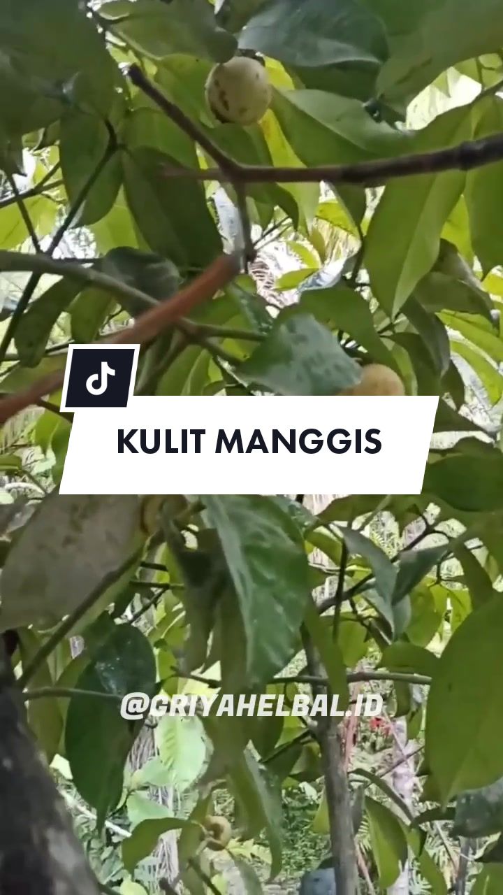 @🌱 𝙳𝚊𝚙𝚞𝚛 𝙷𝚎𝚛𝚋𝚊𝚕 🌿
