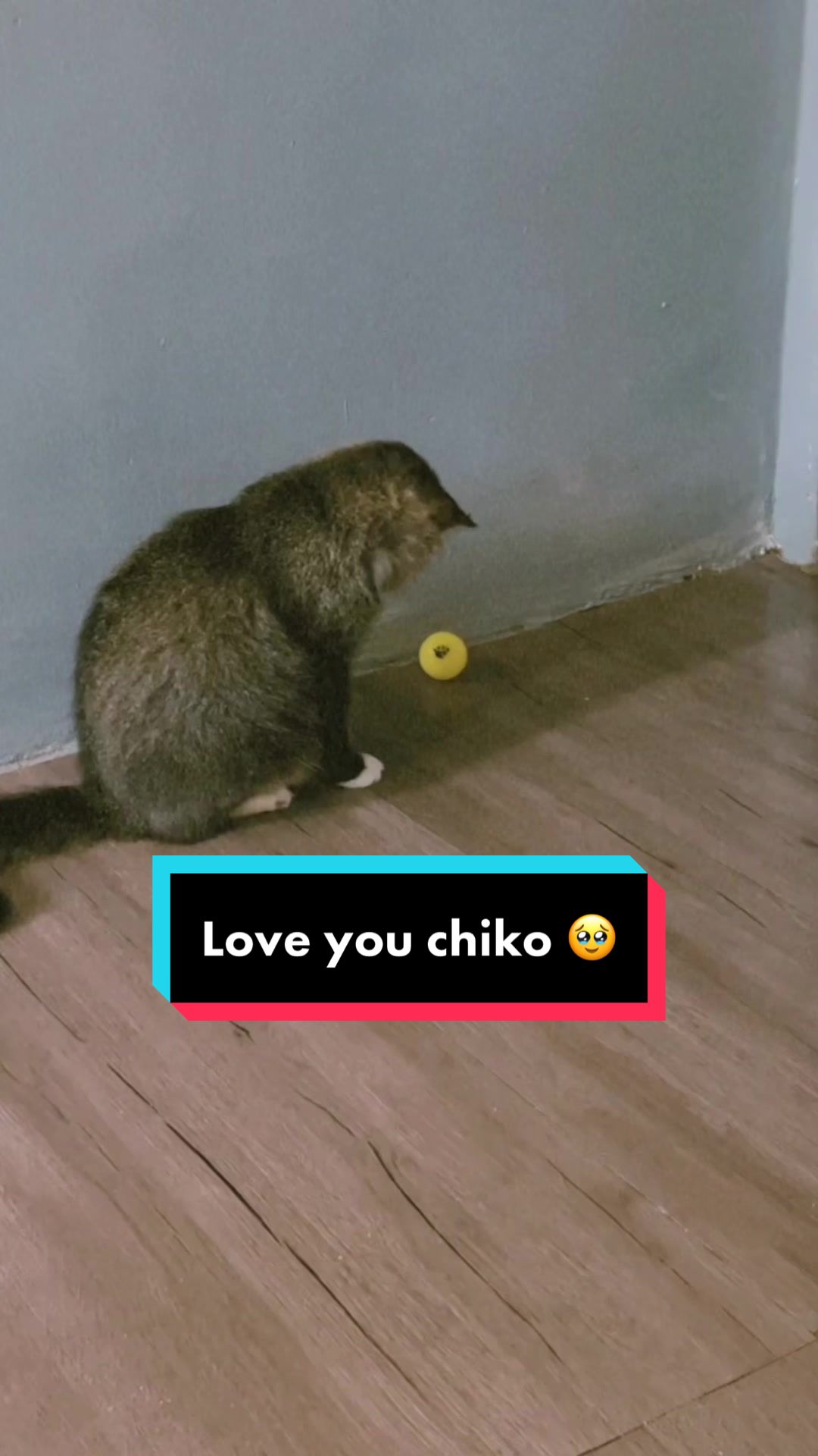 @Chiko & Friends