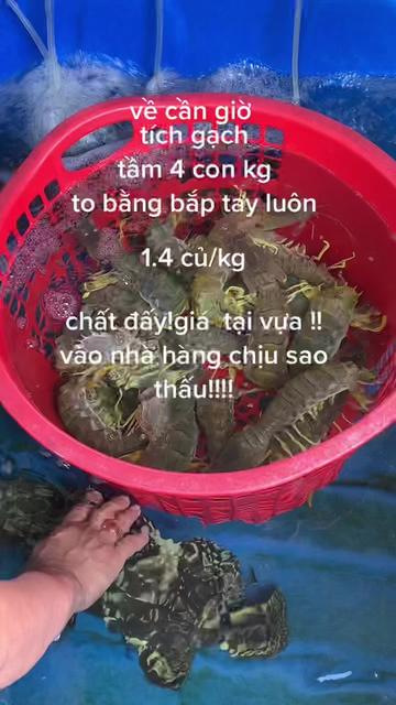 @nhà quê_1985