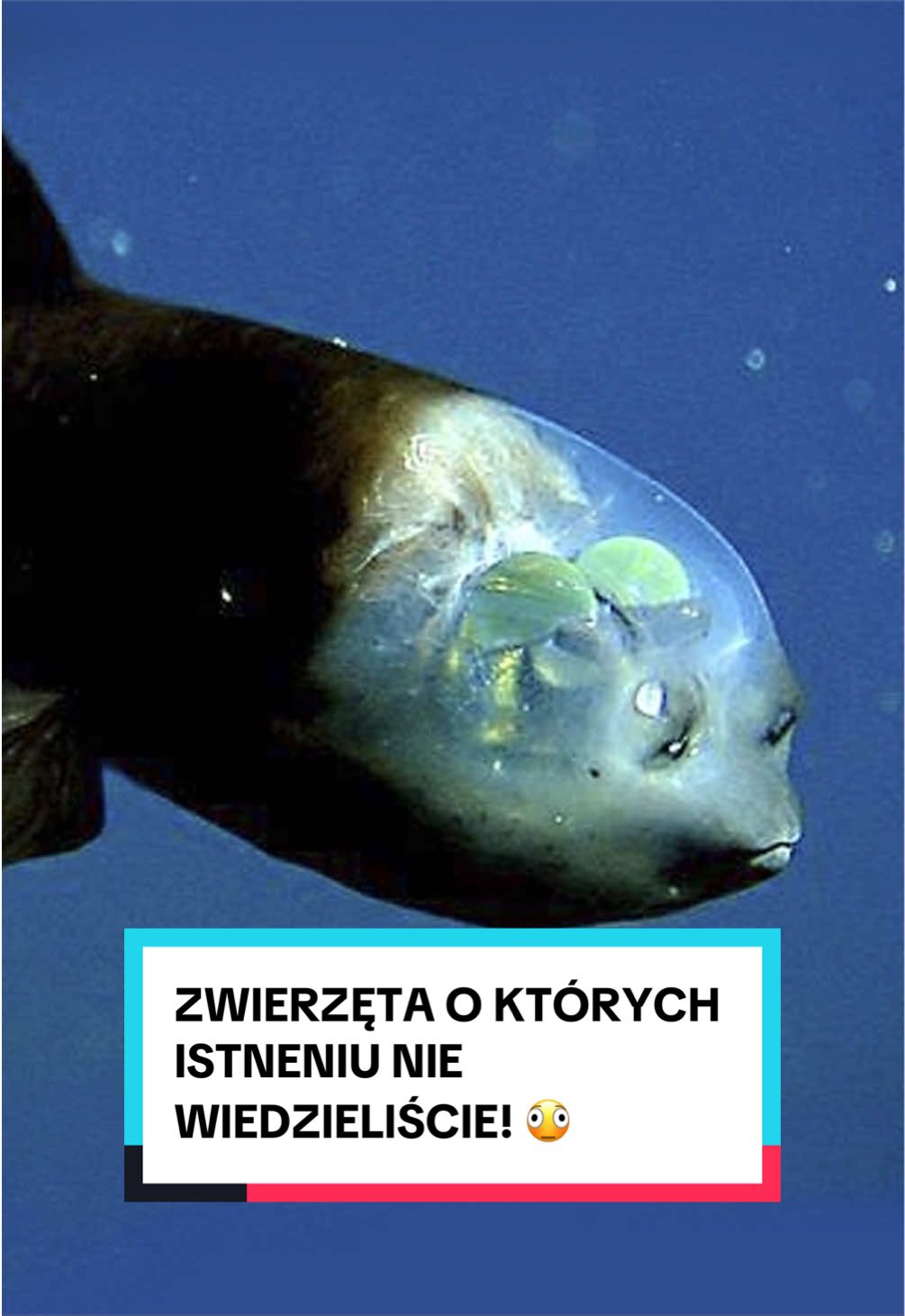 @pandawojtekyt