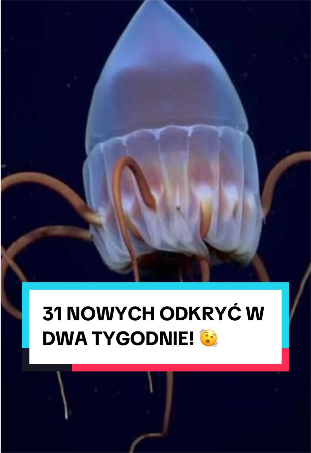 @pandawojtekyt