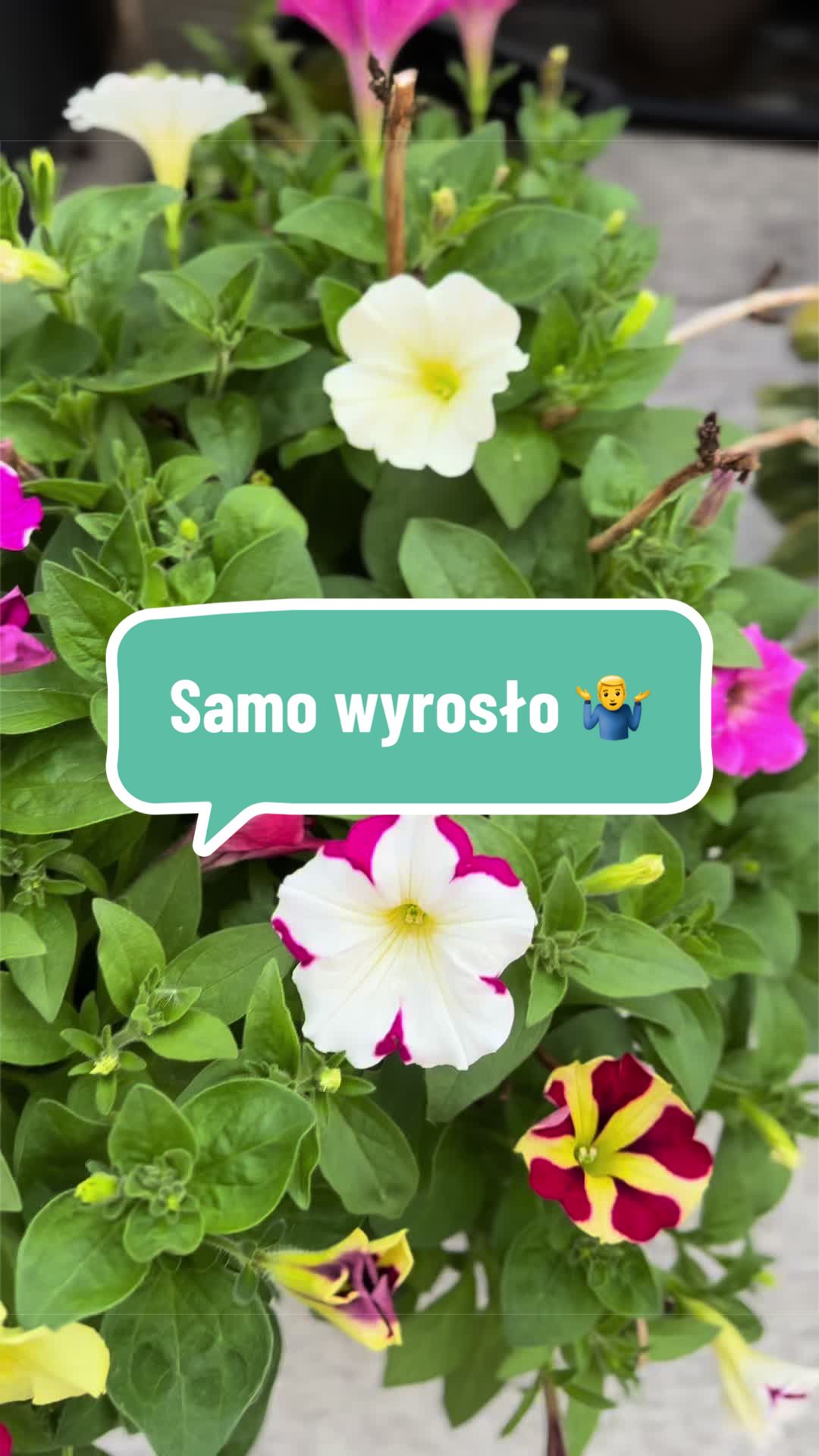 @maciej.plants
