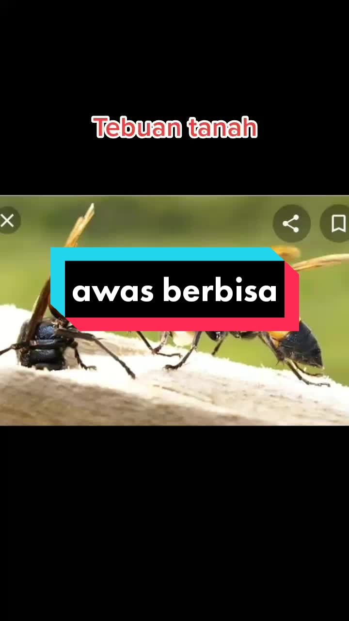 @Sophea