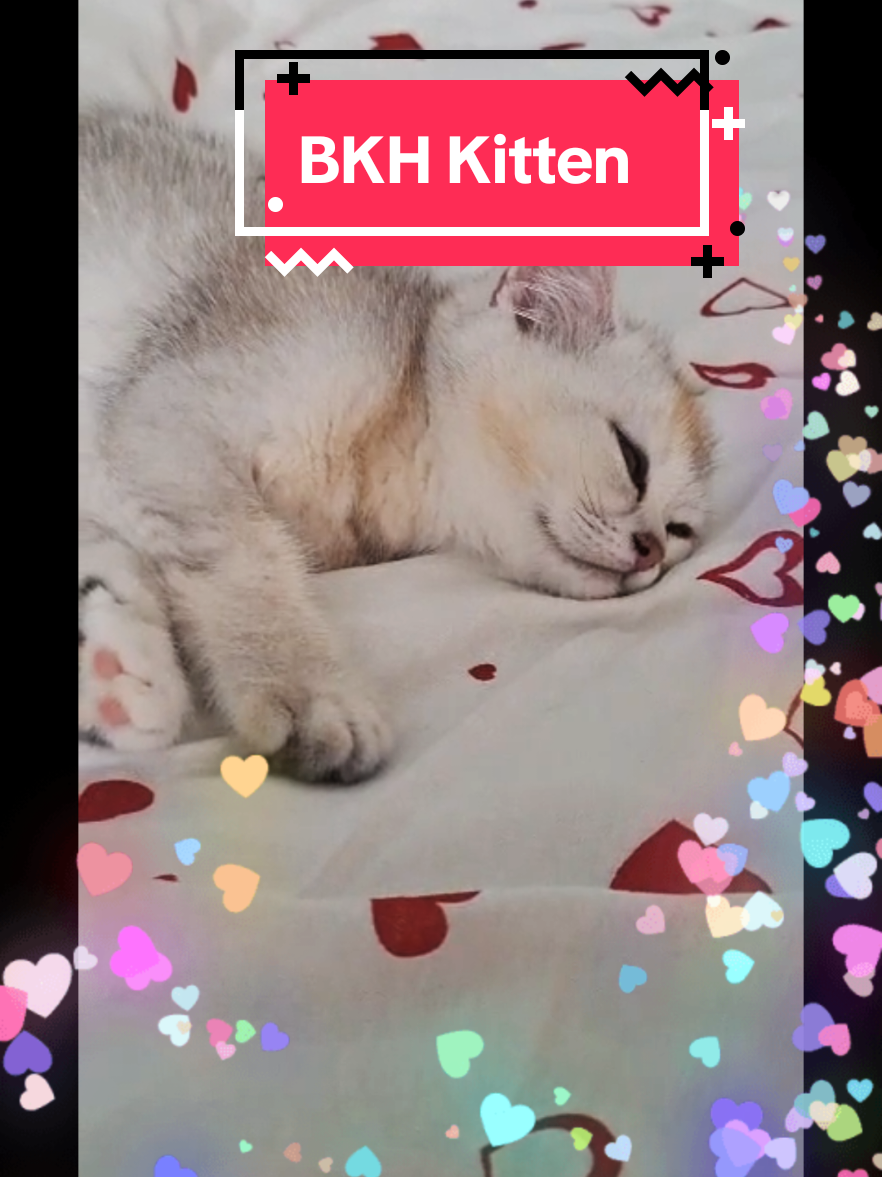 @BKH-KITTEN