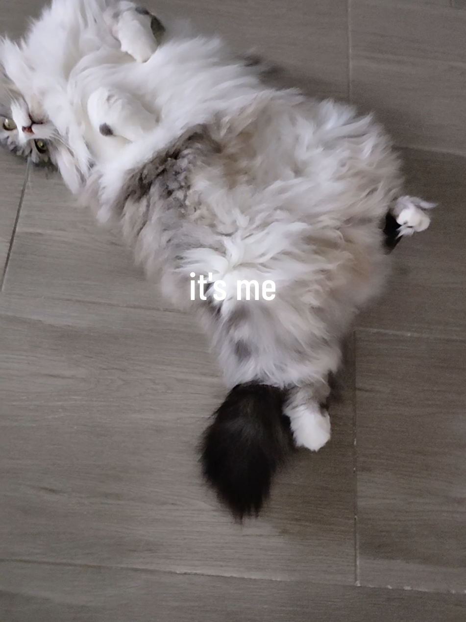 @LeonMylo