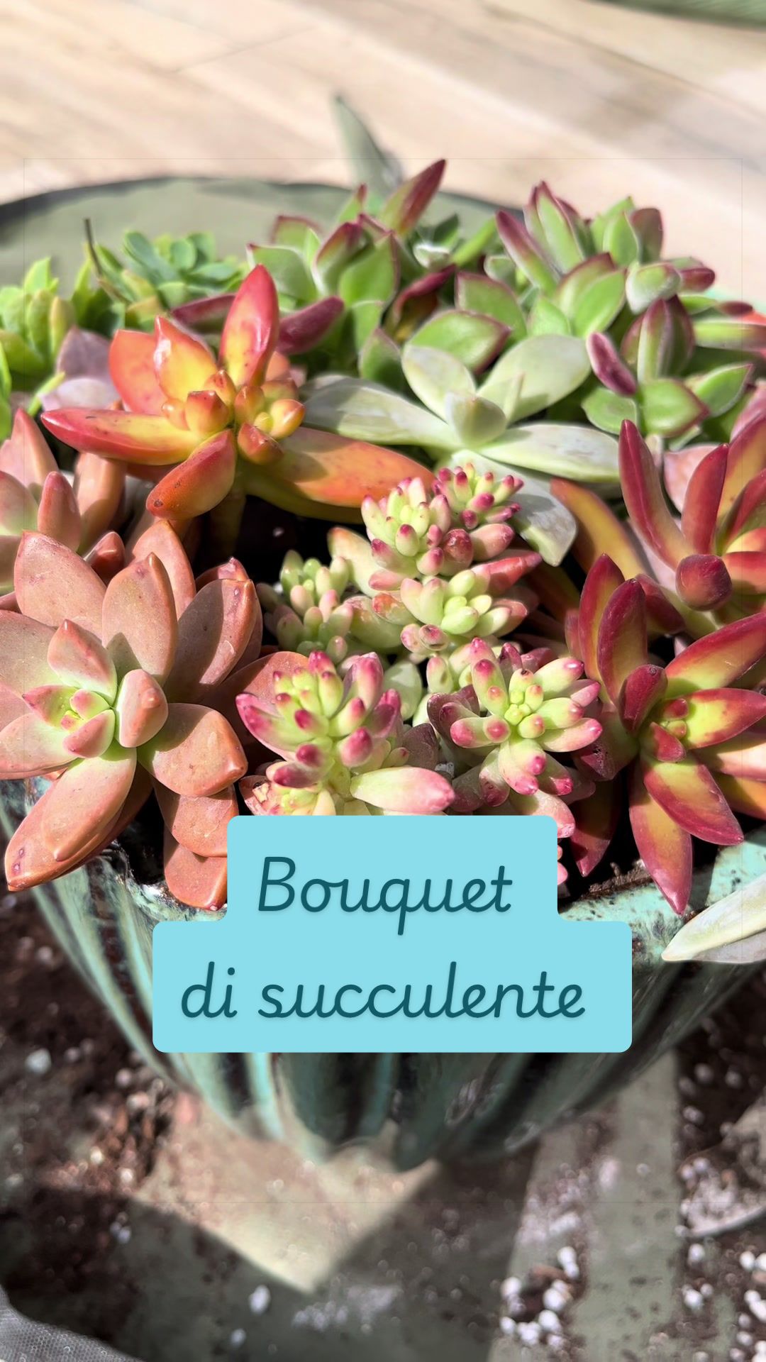 @piccole.spine.felici 🌵