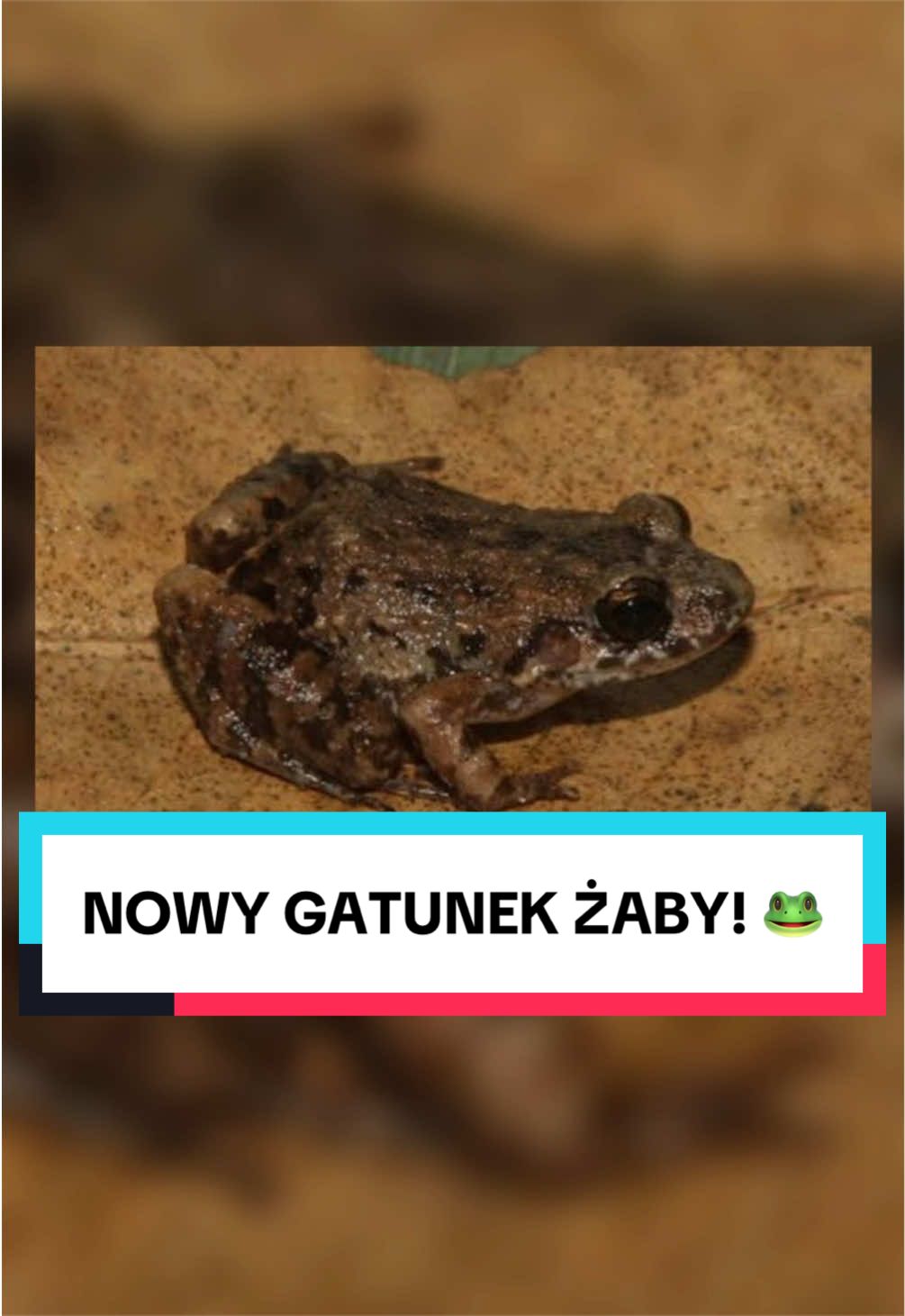 @pandawojtekyt