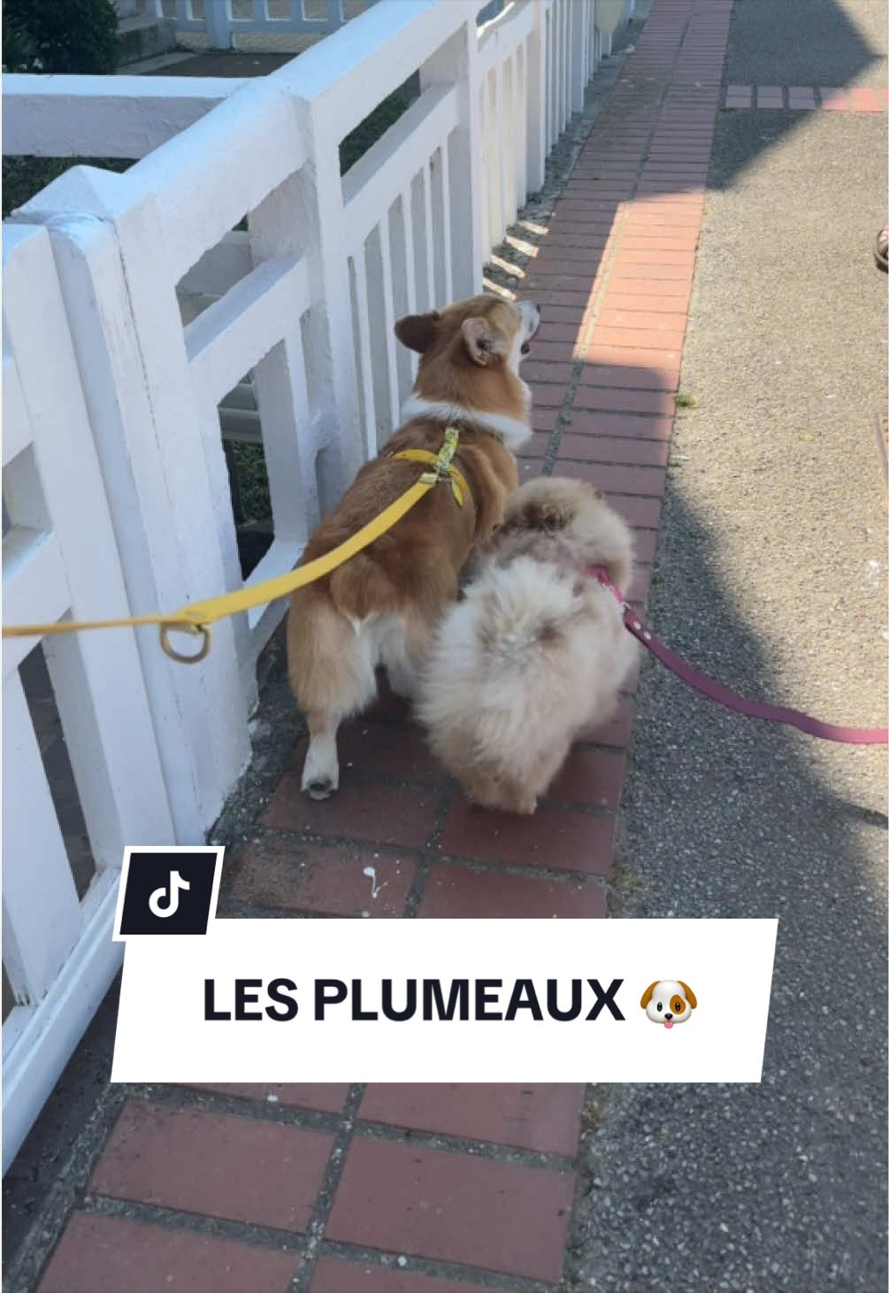 @Lemon 🍋 Corgi