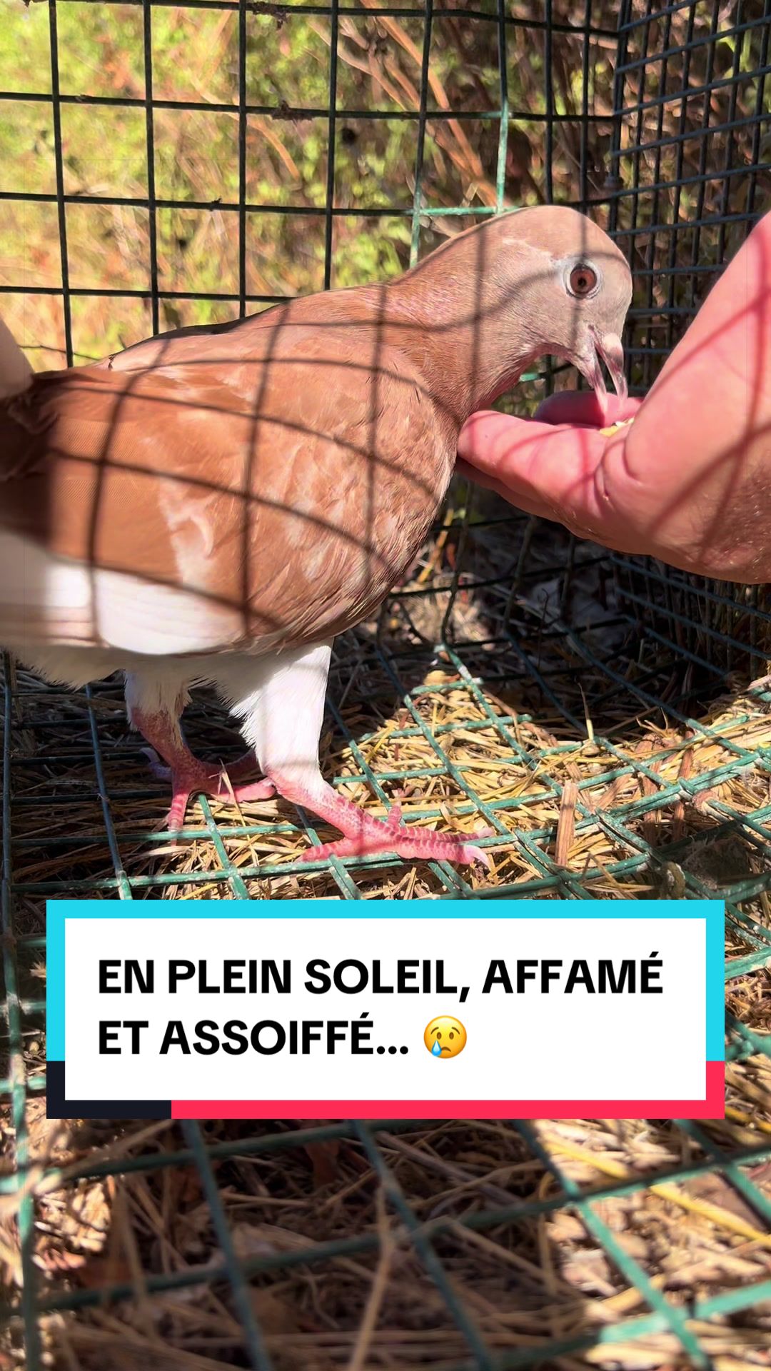 @Les Animaux d&rsquo;Allan