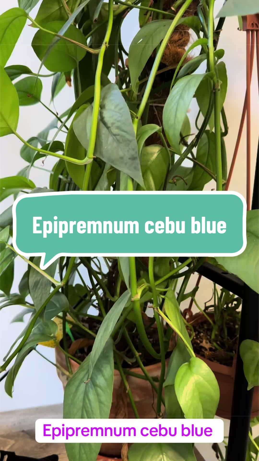 @maciej.plants