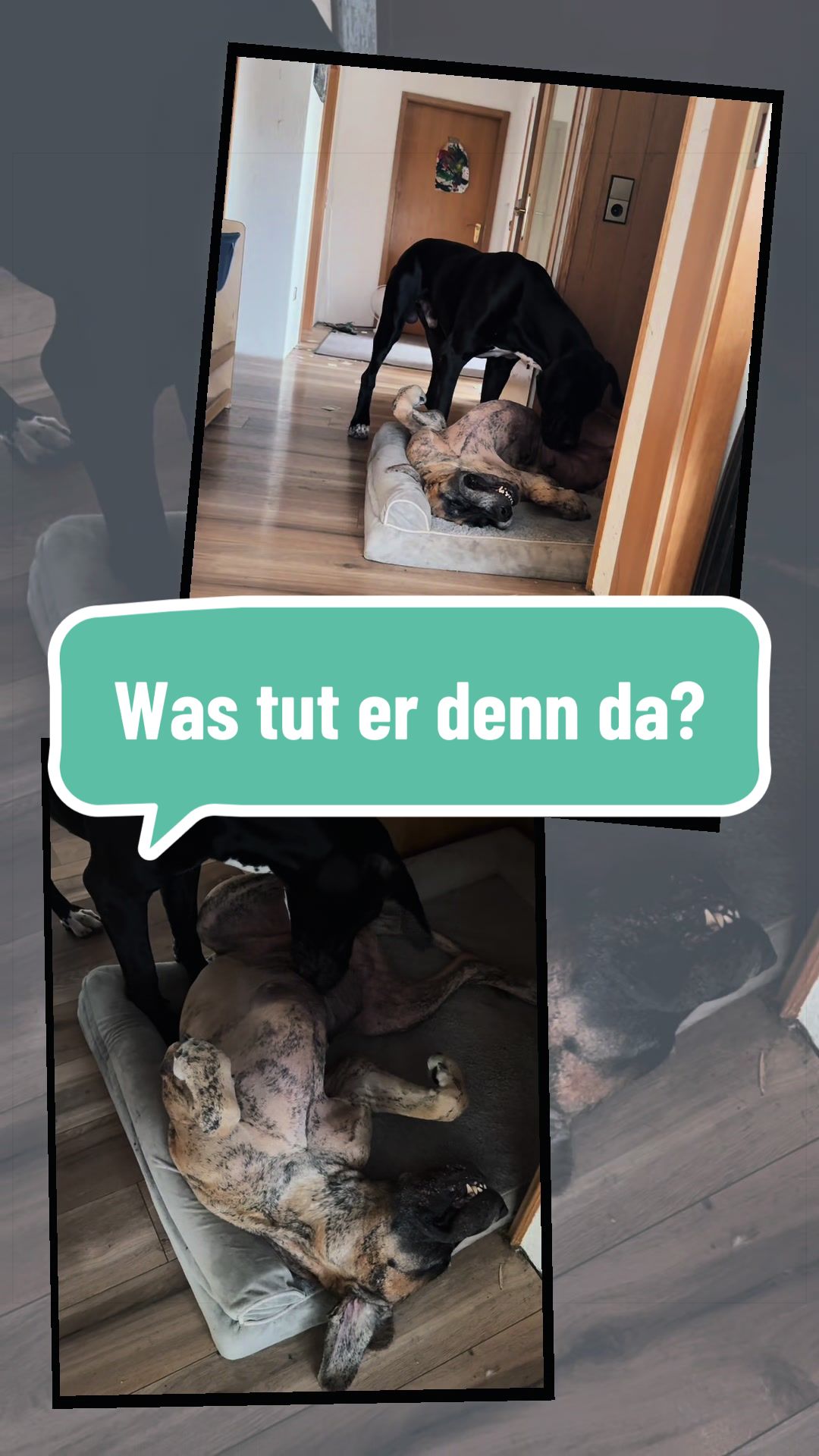 @Doggen von Lucaelis
