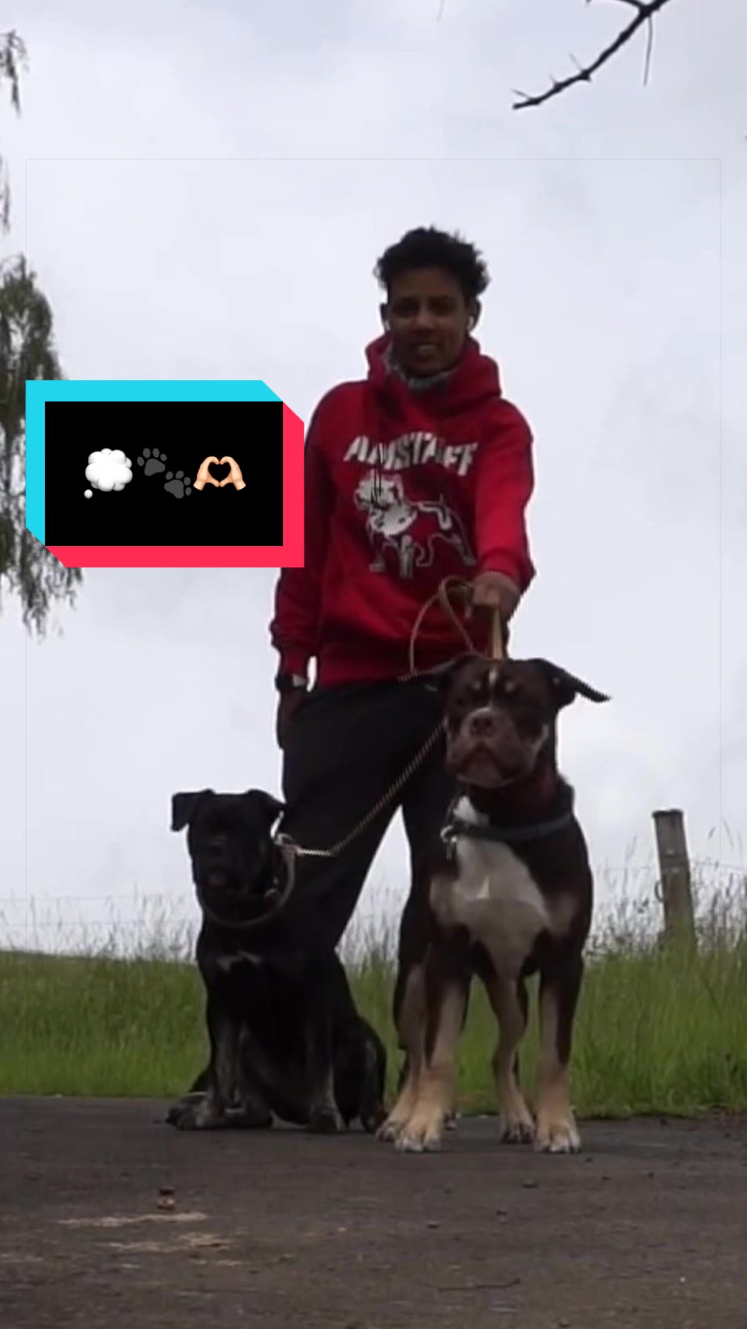 @iupala_horses