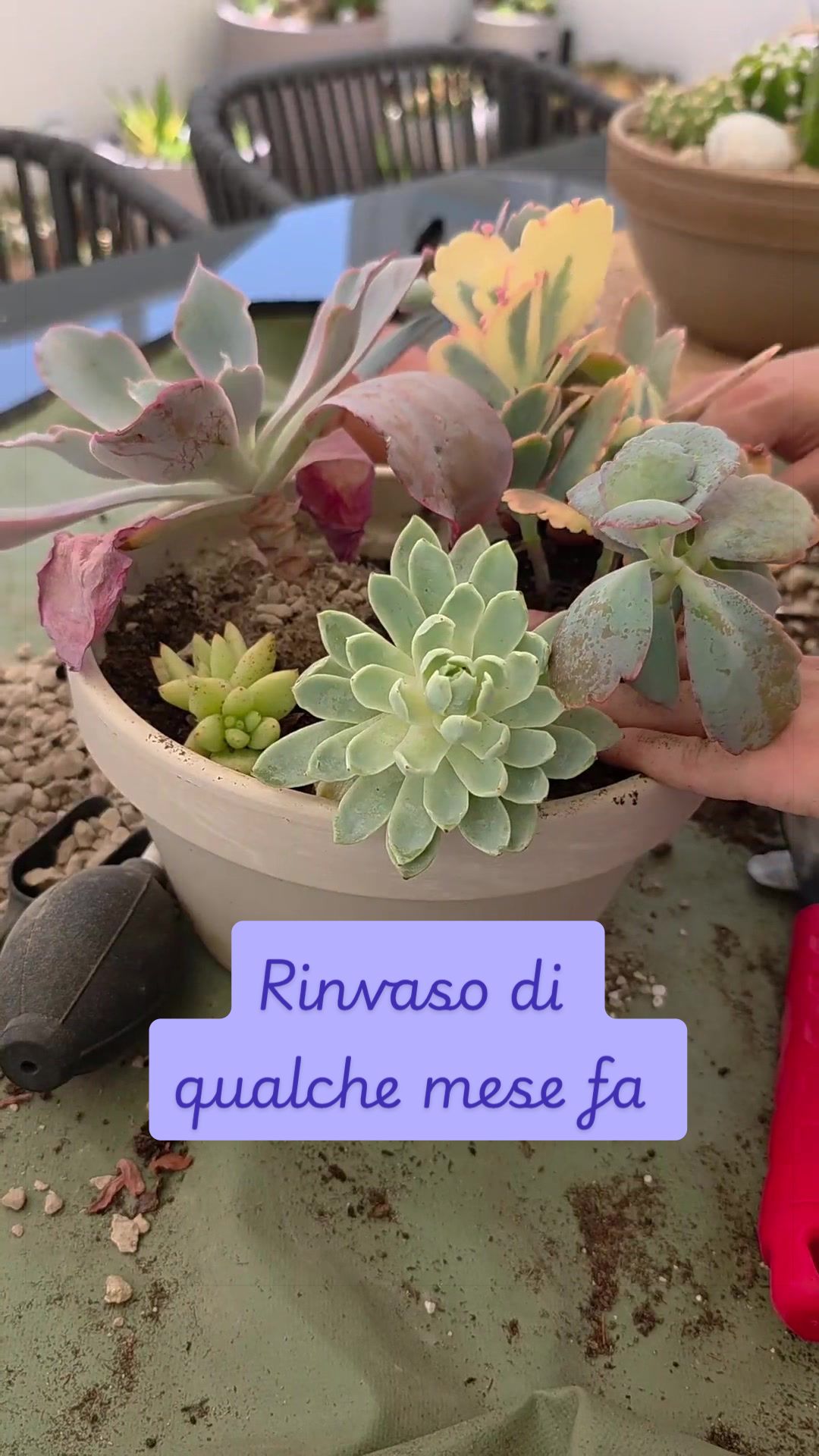 @piccole.spine.felici 🌵
