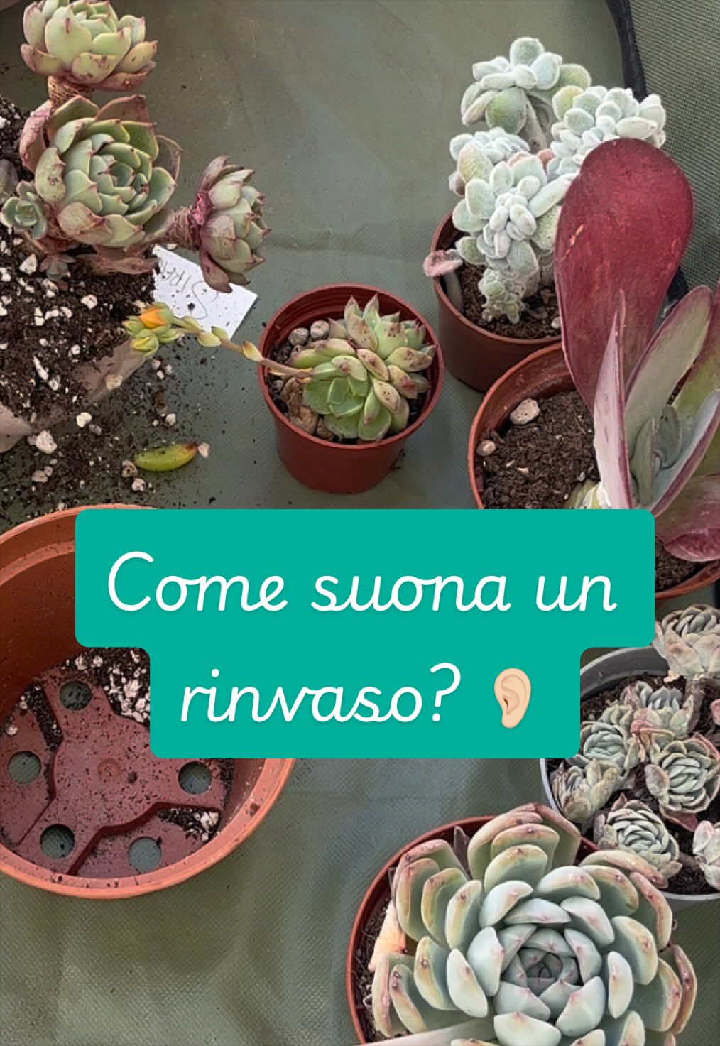 @piccole.spine.felici