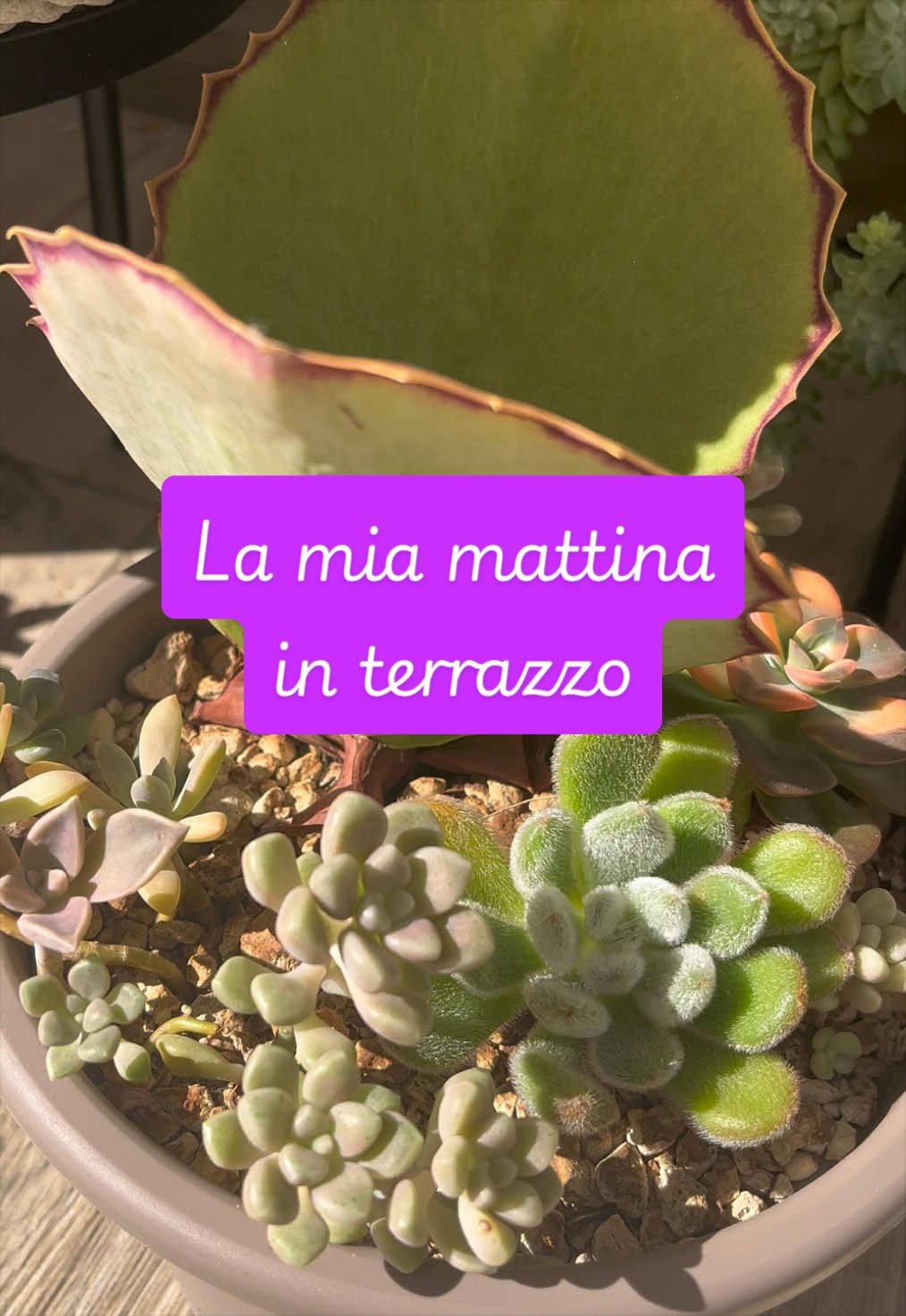 @piccole.spine.felici 🌵