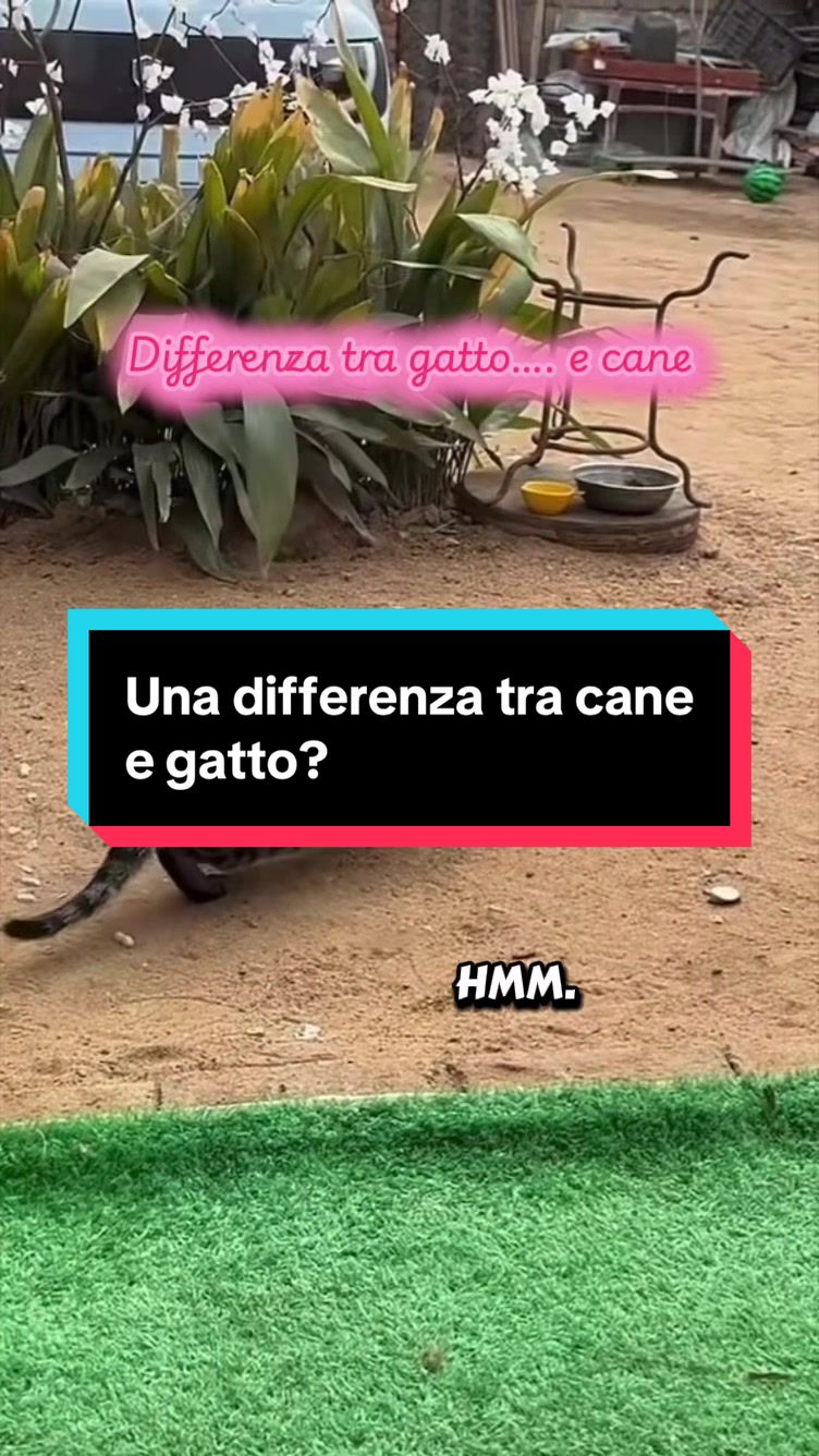 @Paolagemma Consulente Felina😻