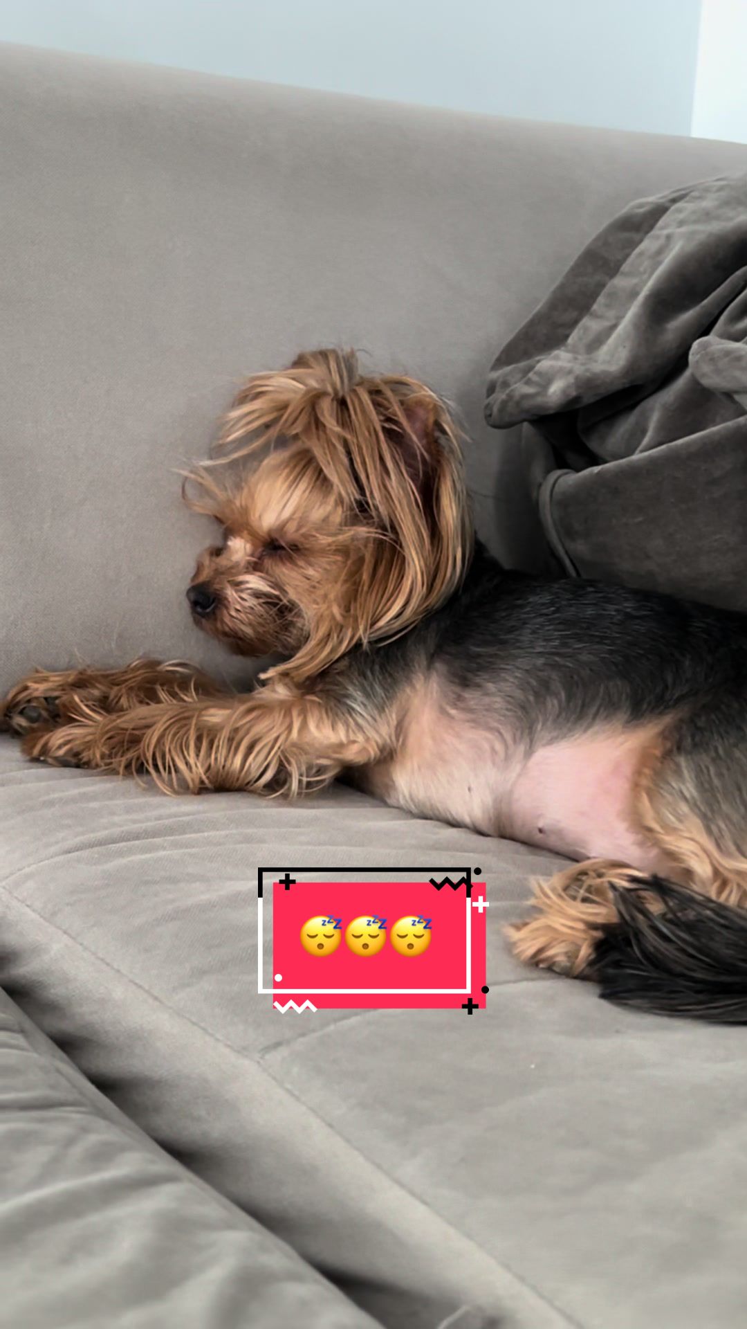 @Chicago & Tokyo | The Yorkies