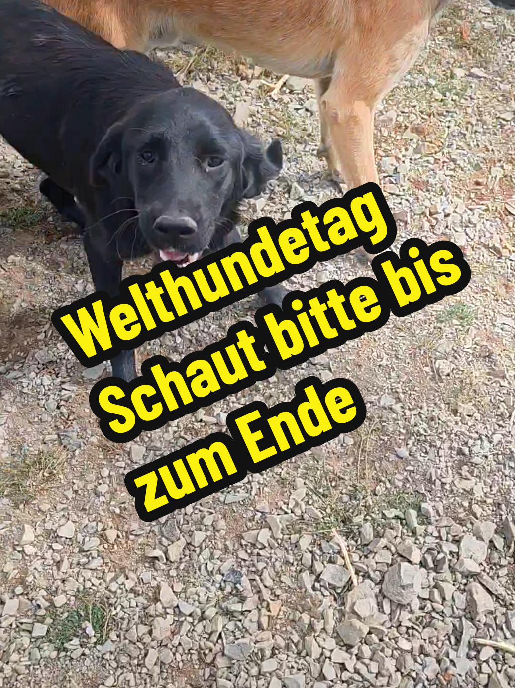 @TSV Candostlari-Beste Freunde