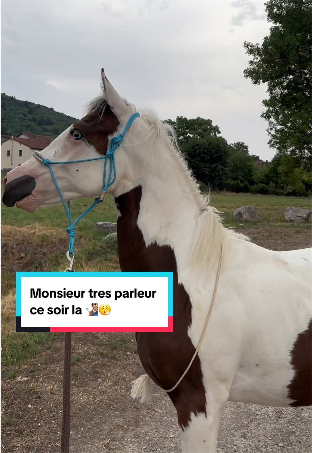 @mon poney pie