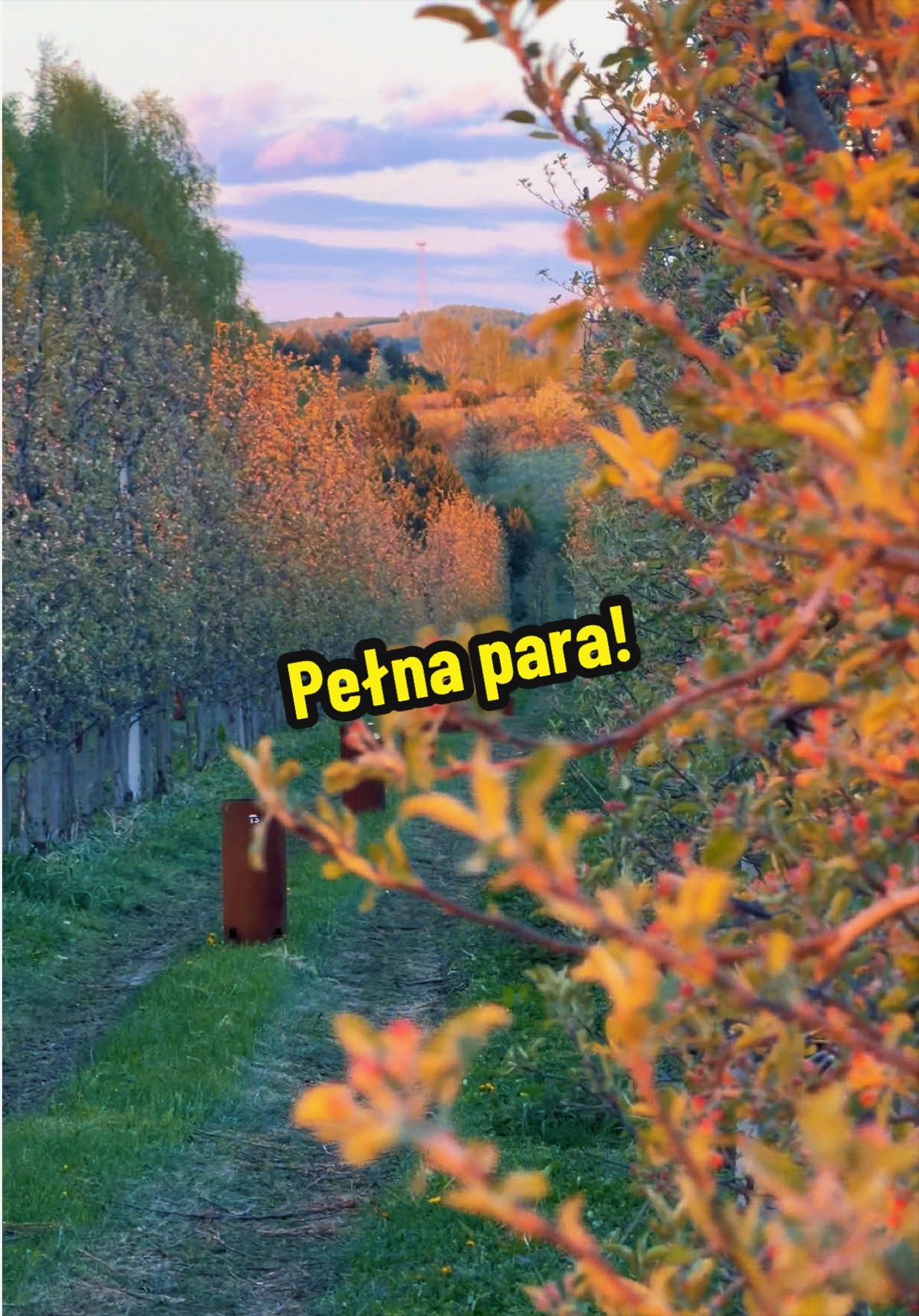 @Sady Puczyński