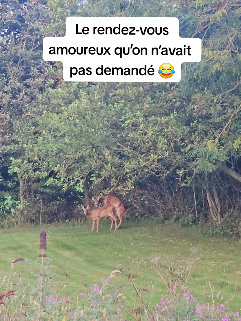@Les p&rsquo;tits loups en vadrouille