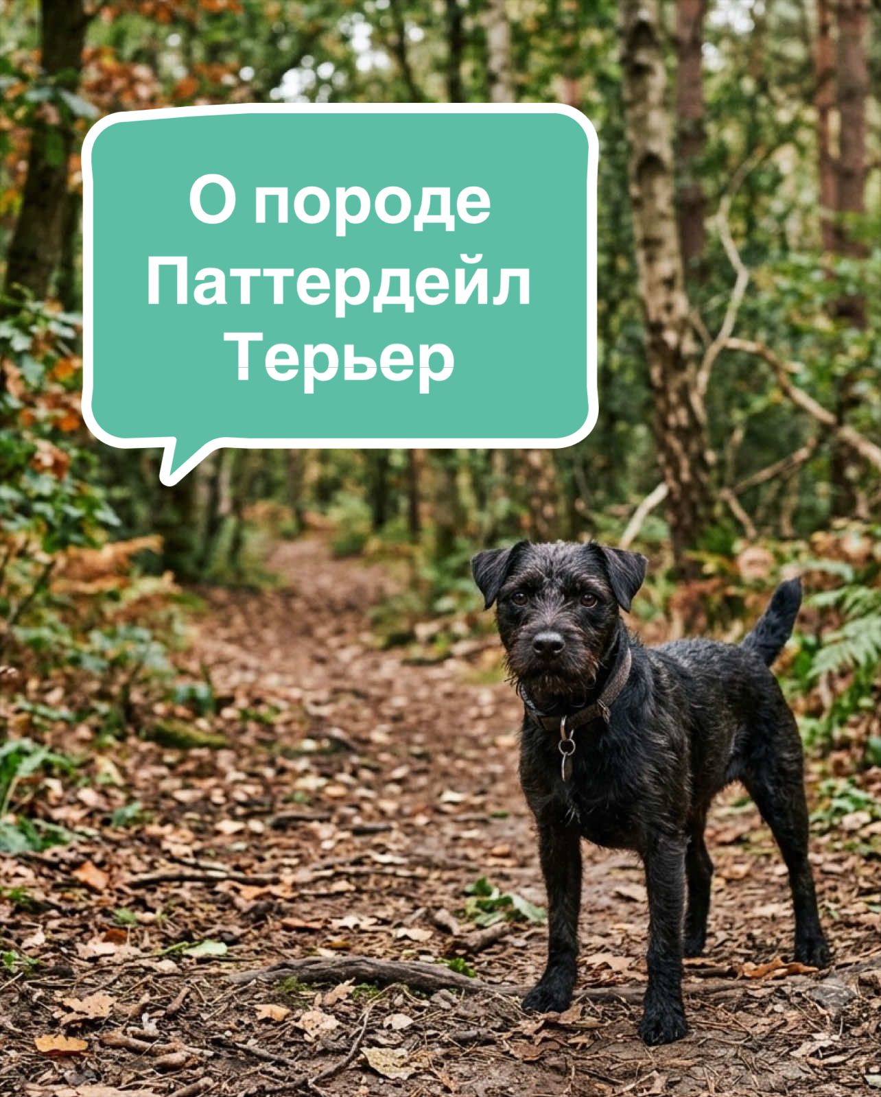 @Анастасия Ткачук | Кинолог