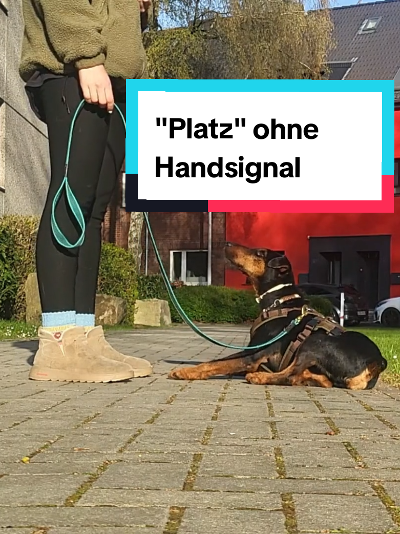 @Hundeschule Mit vier Pfoten