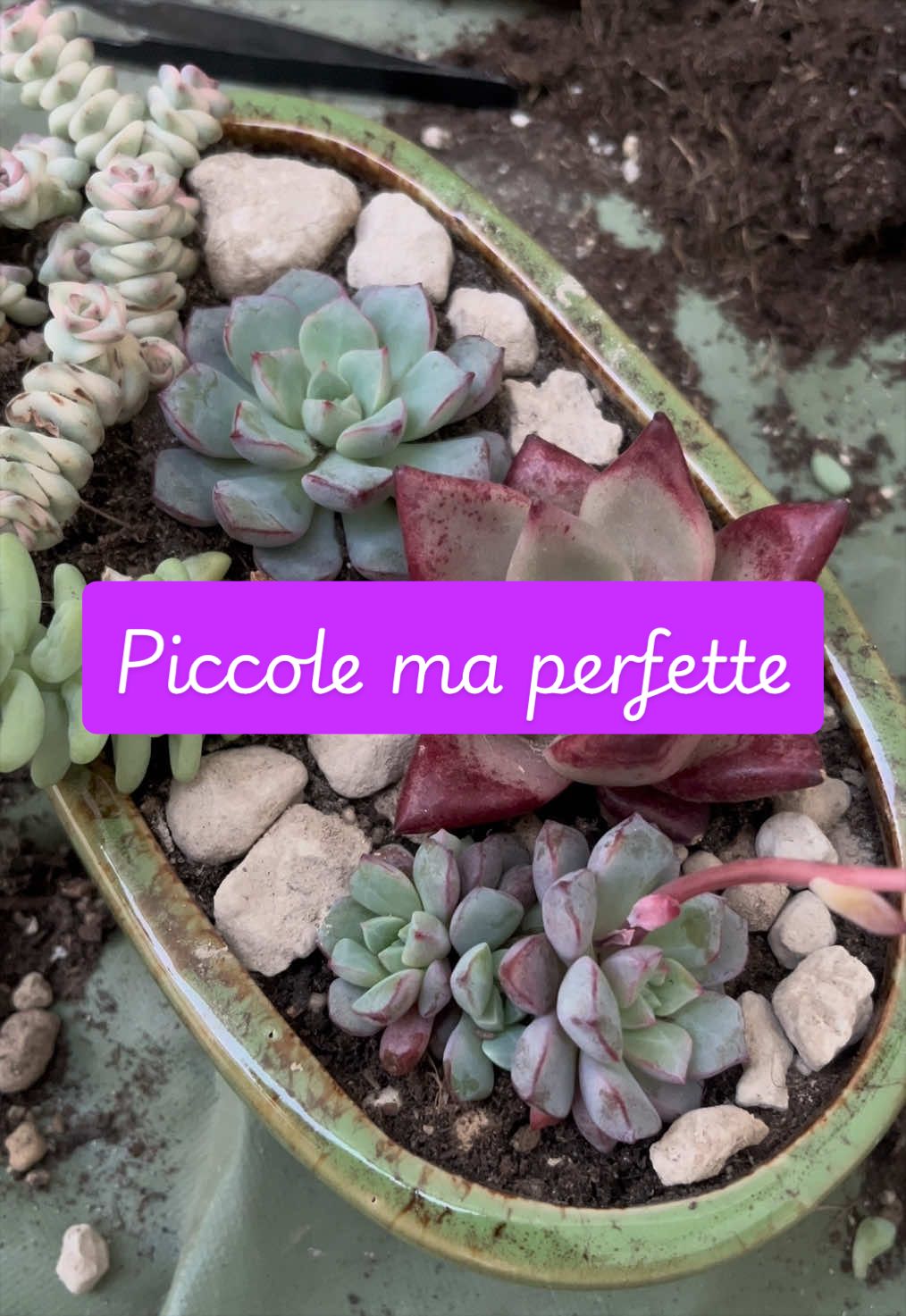 @piccole.spine.felici