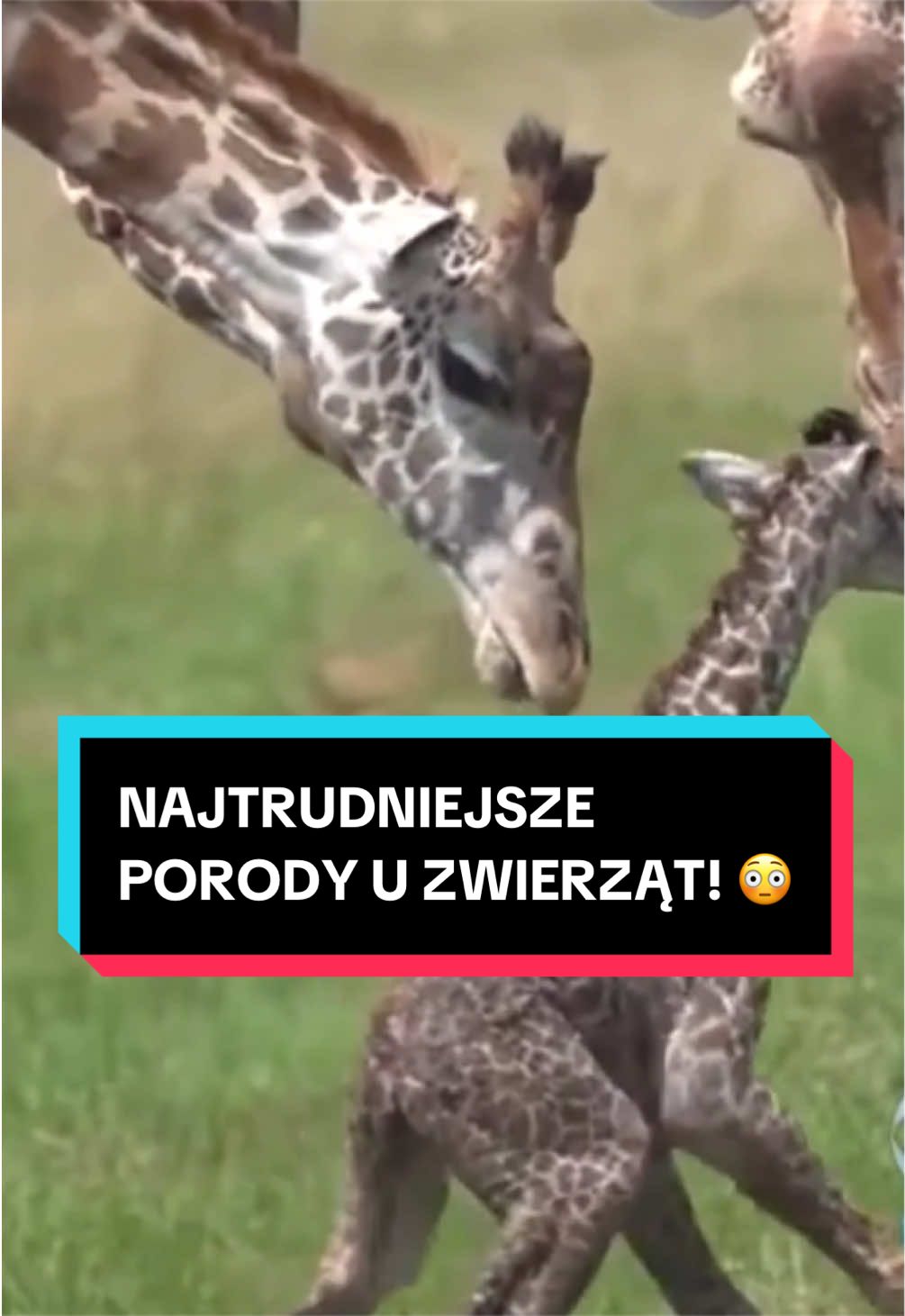 @pandawojtekyt