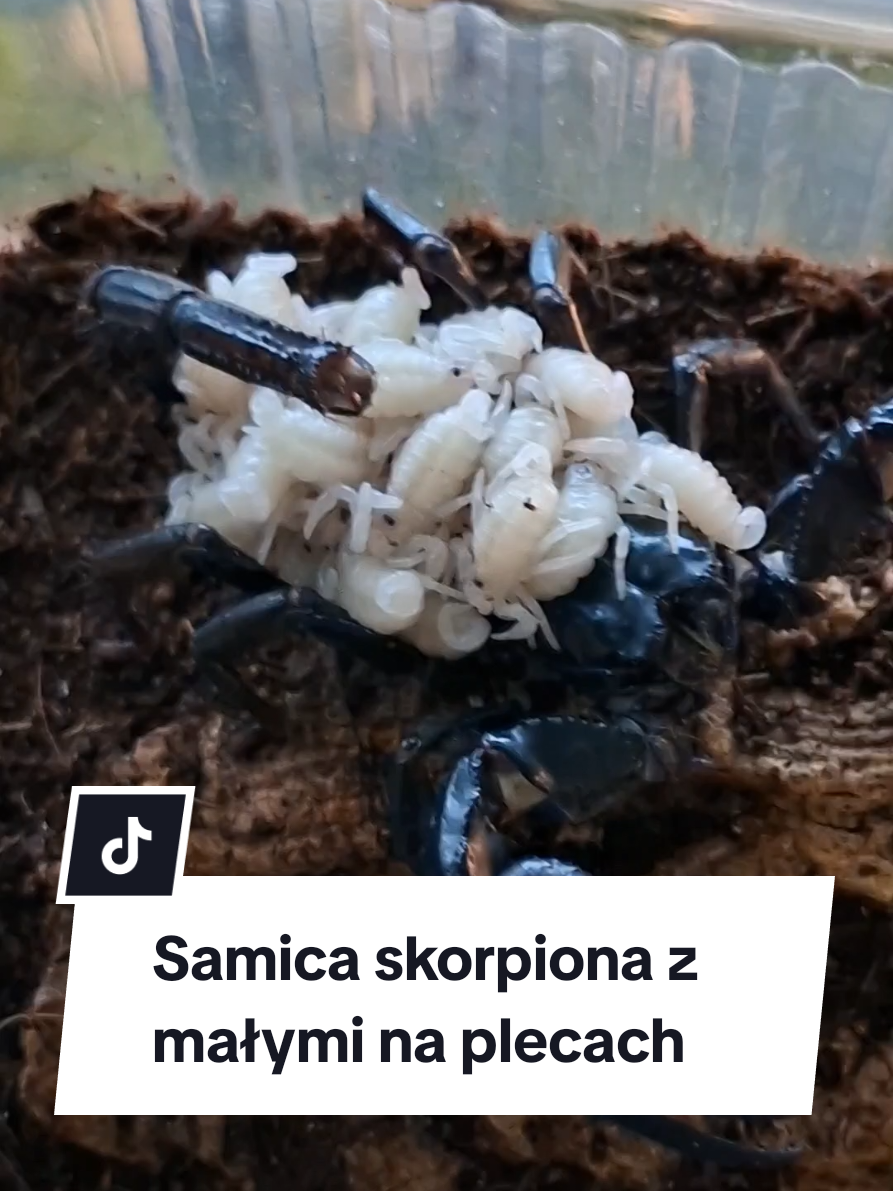 @Vantis Terra