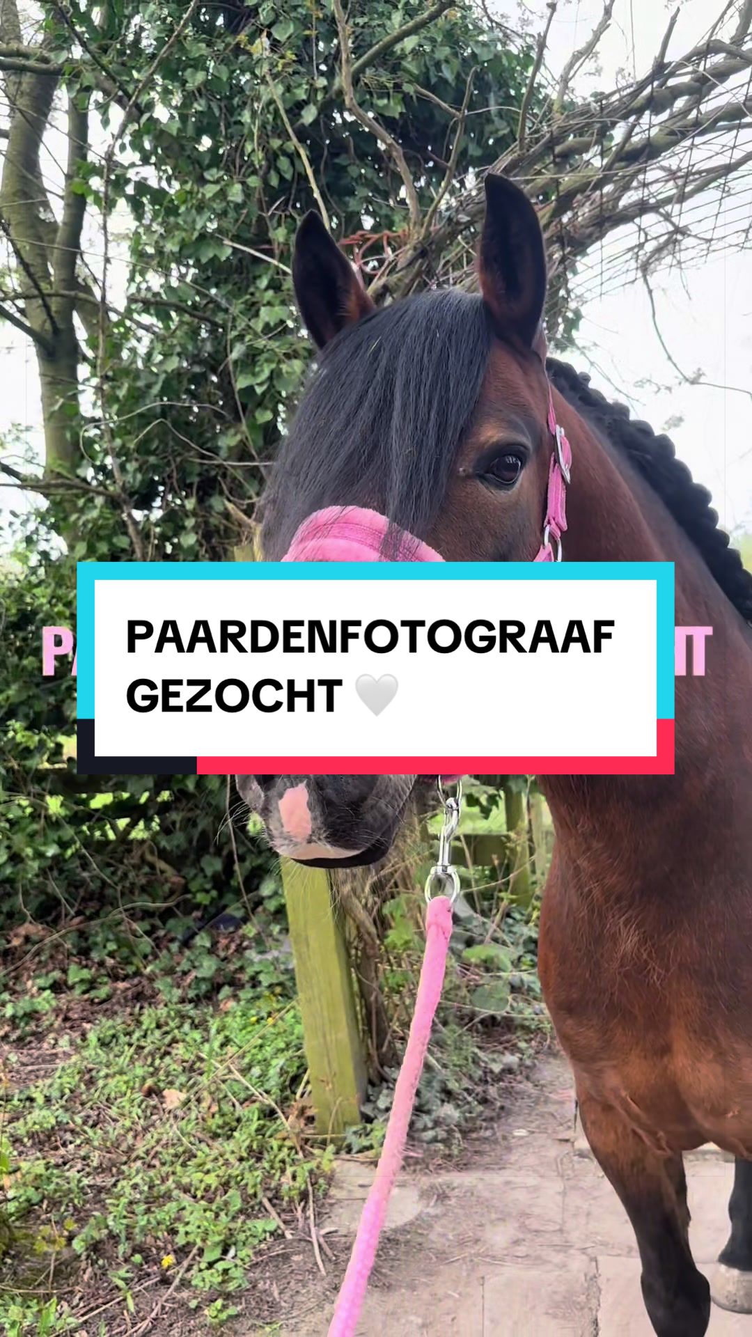 @dovda.horsemanship
