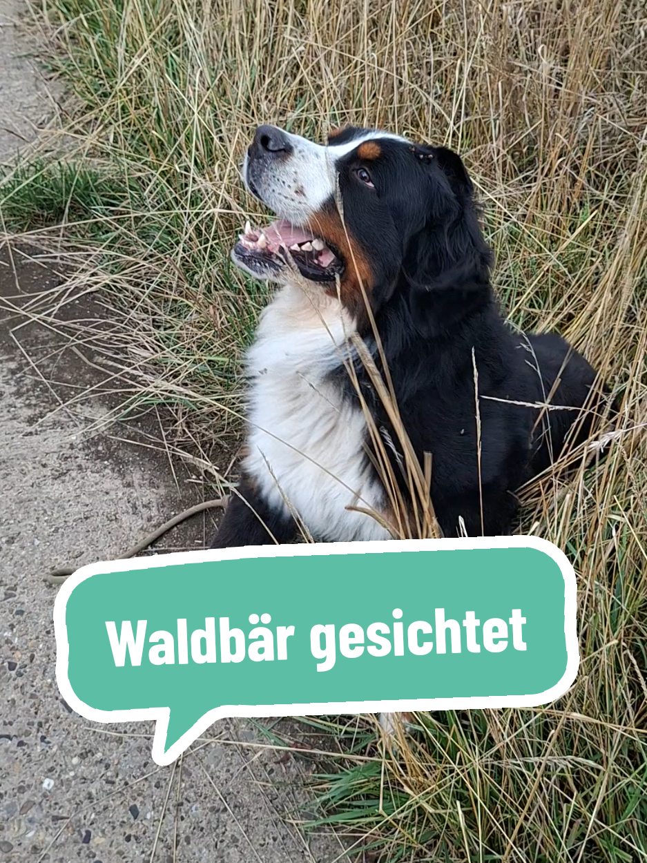 @BeagleTrifftBerner