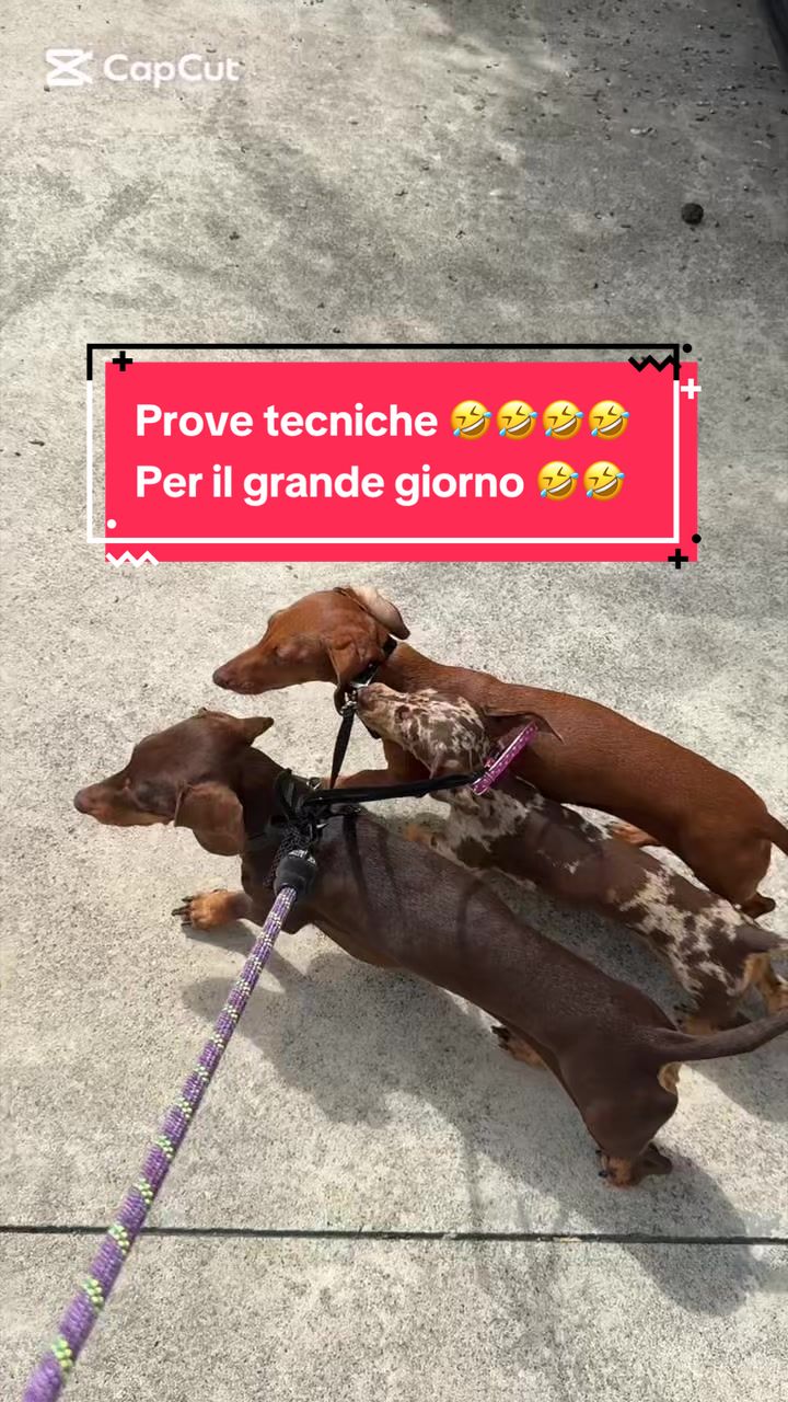 @MillyGraceDrusilla_LeFagioline