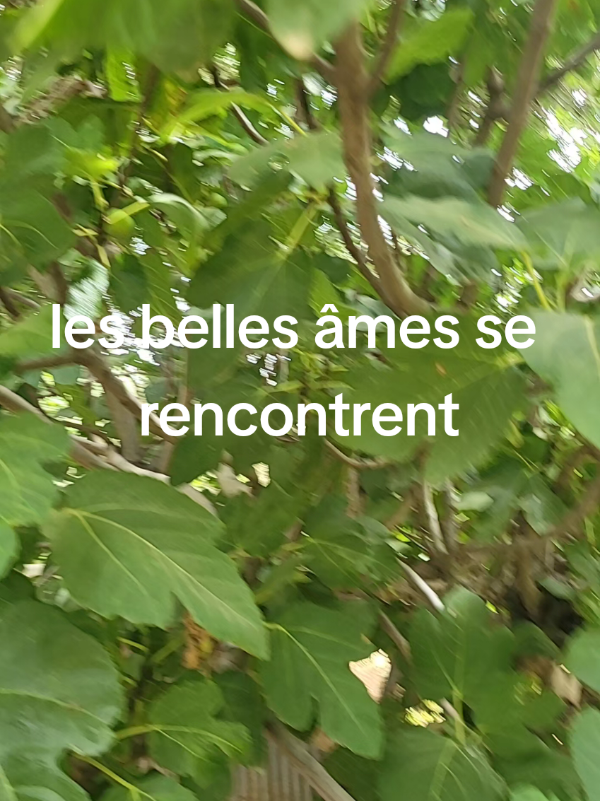 @jiji